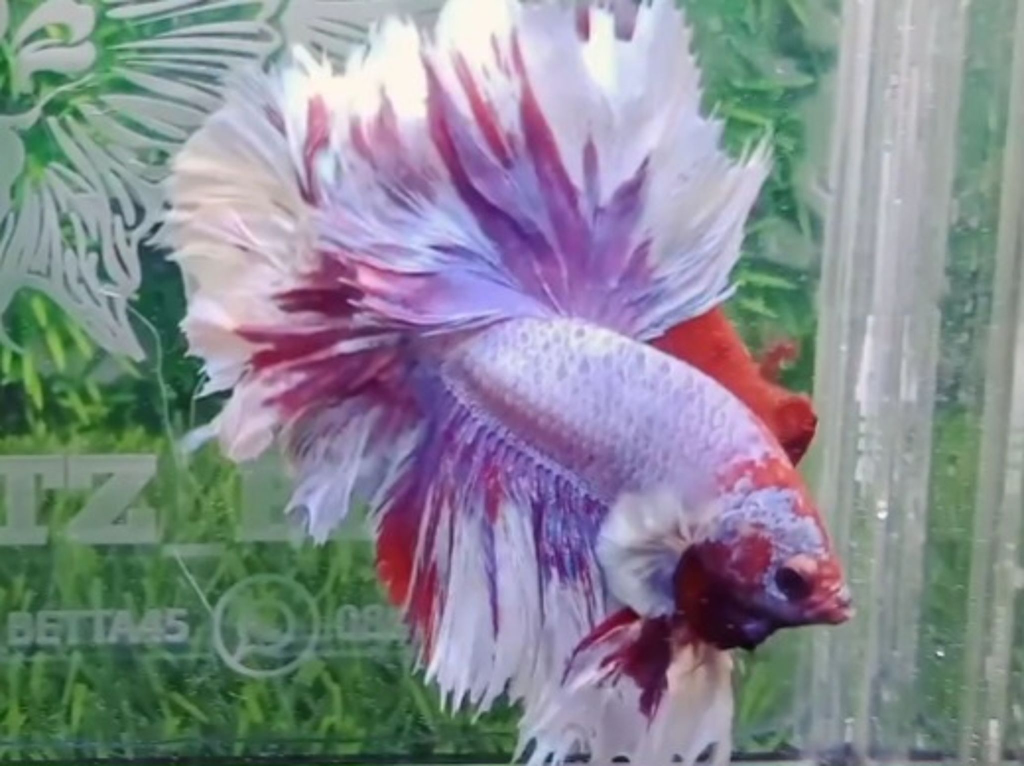 HM king feathertail