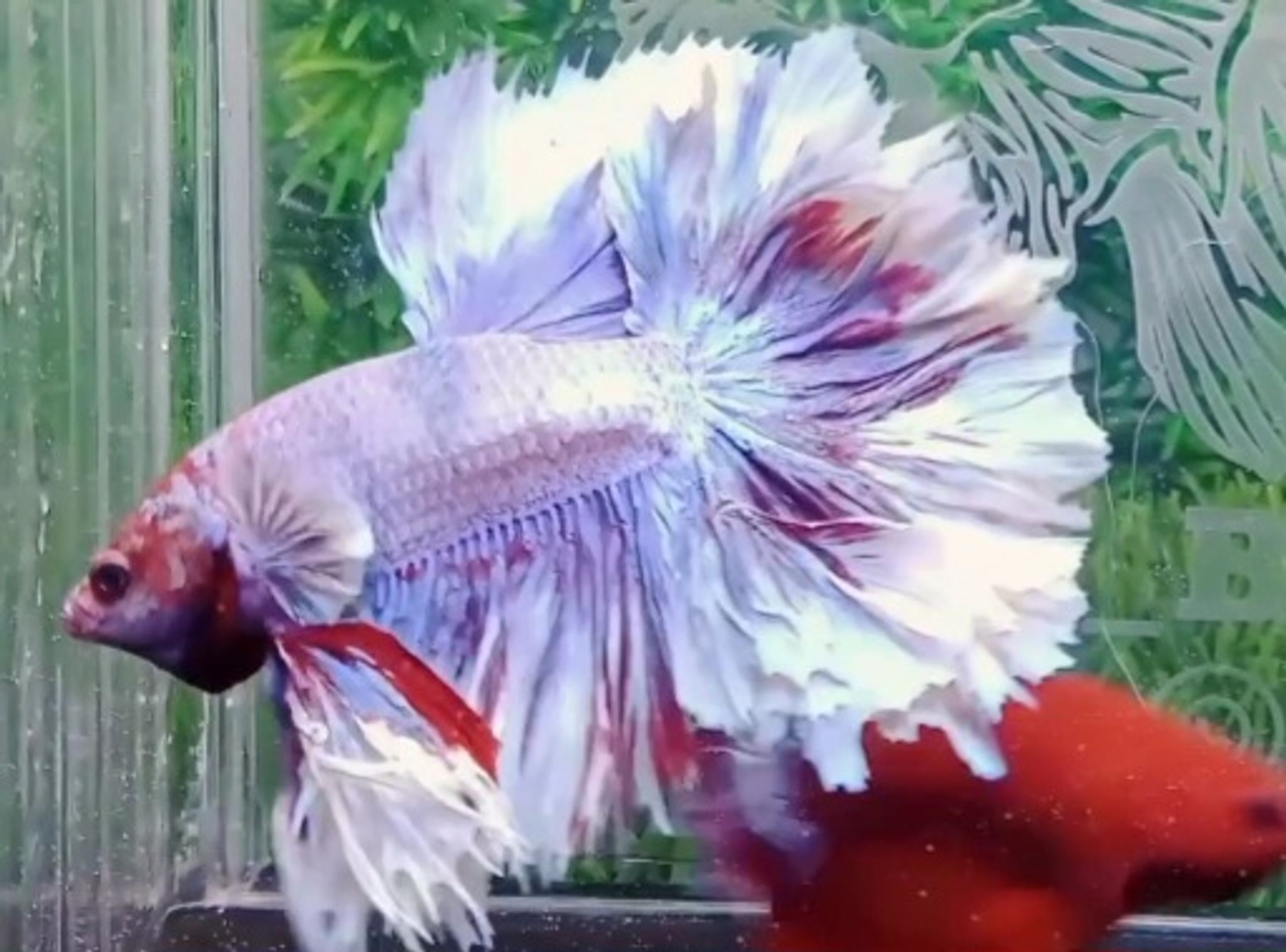 HM king feathertail
