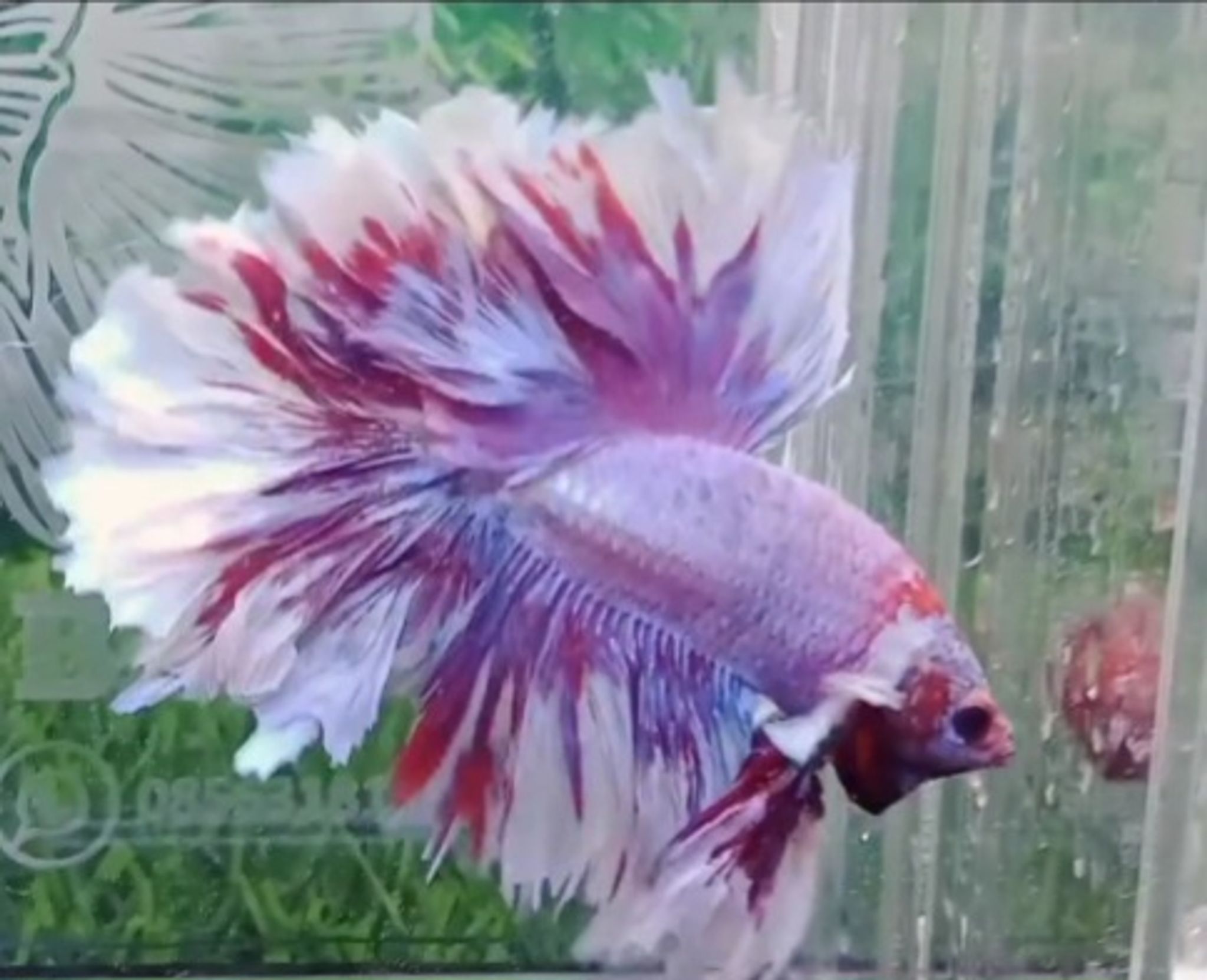HM king feathertail
