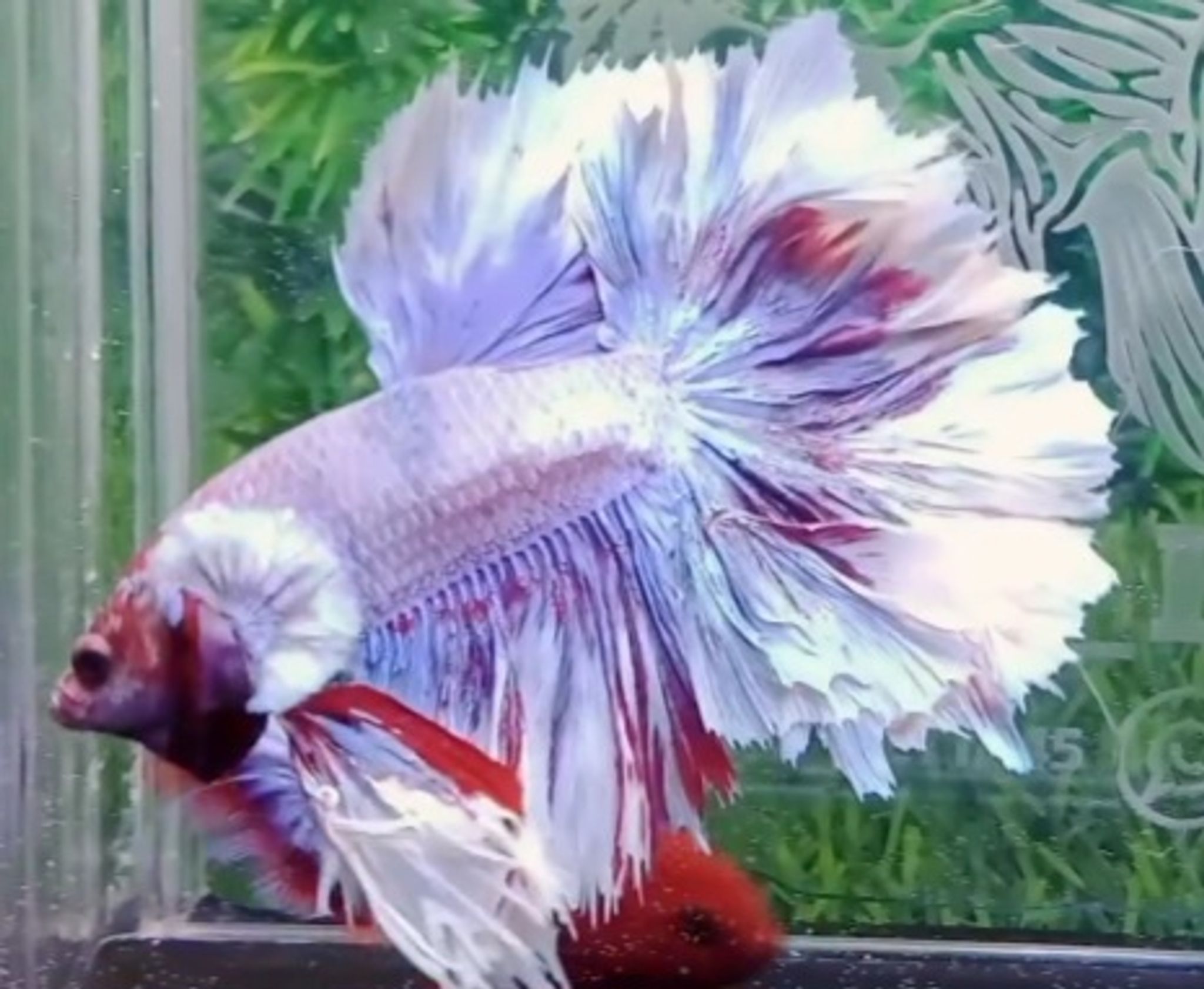 HM king feathertail