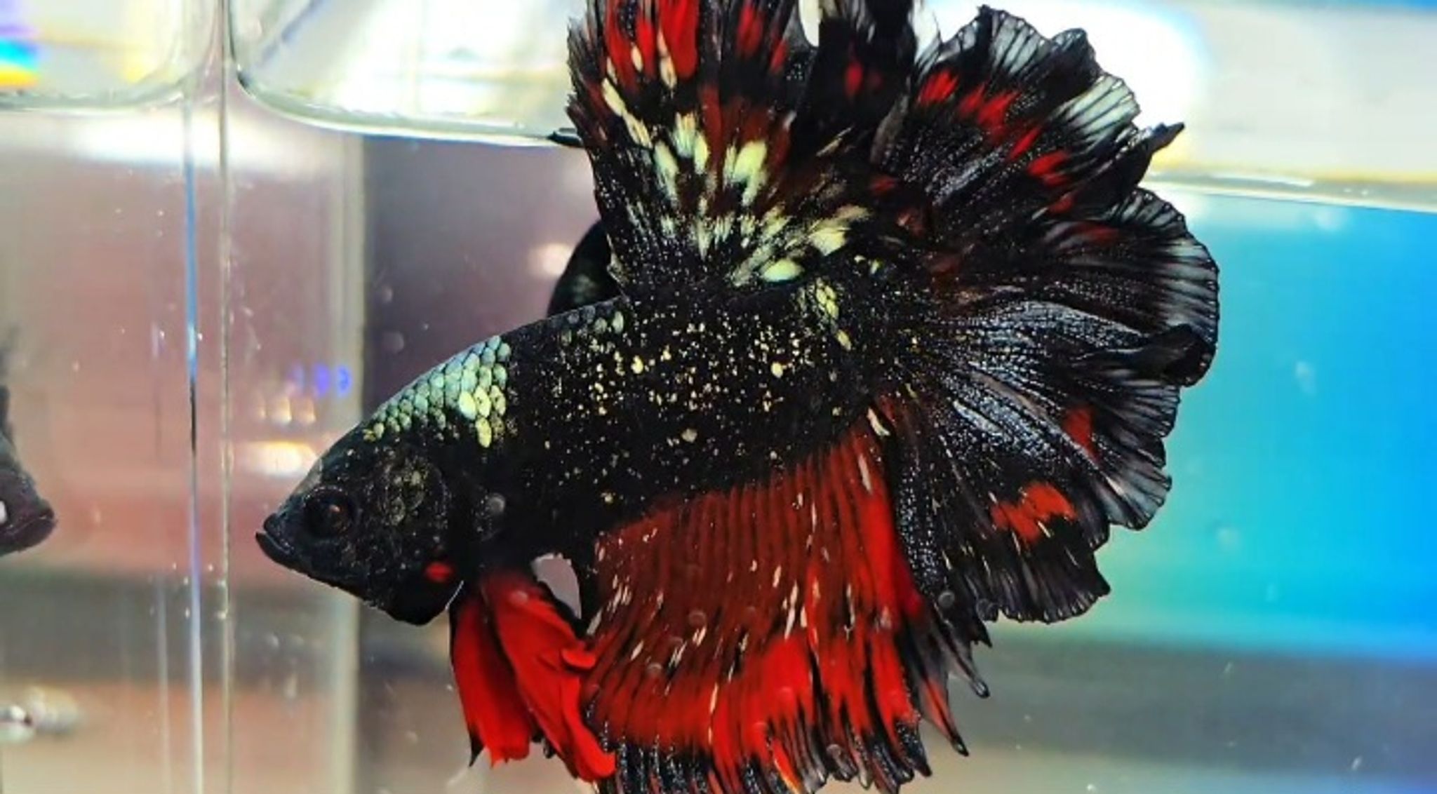 HM nebula gold vampire