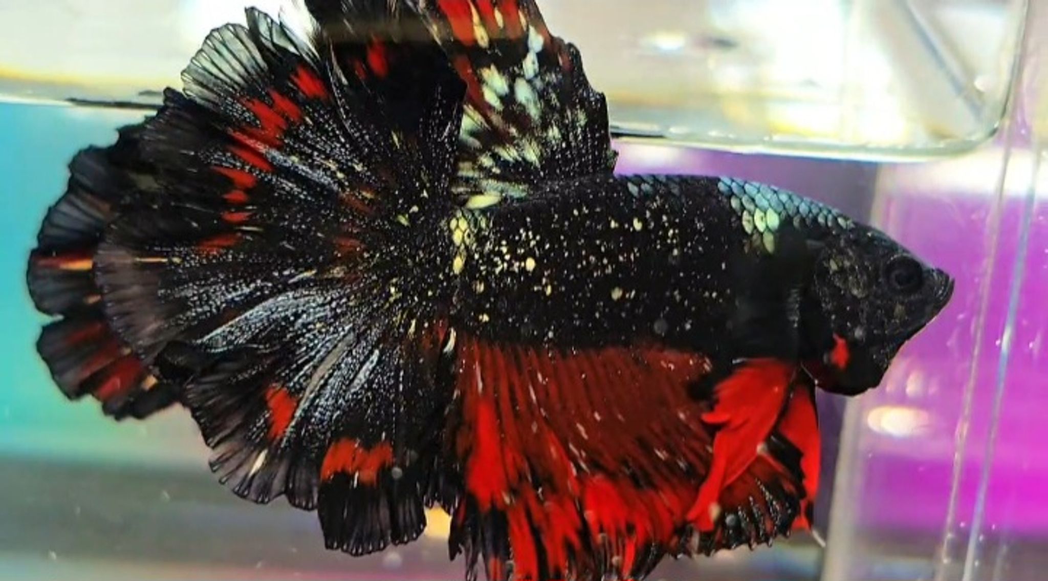 HM nebula gold vampire