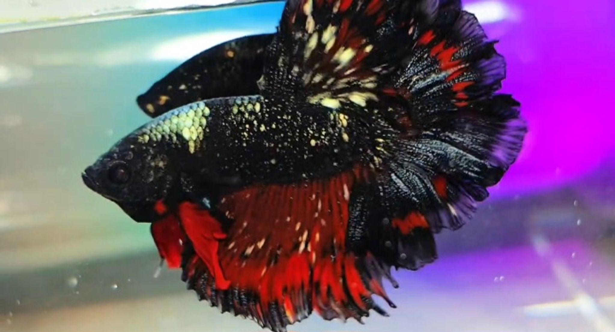HM nebula gold vampire