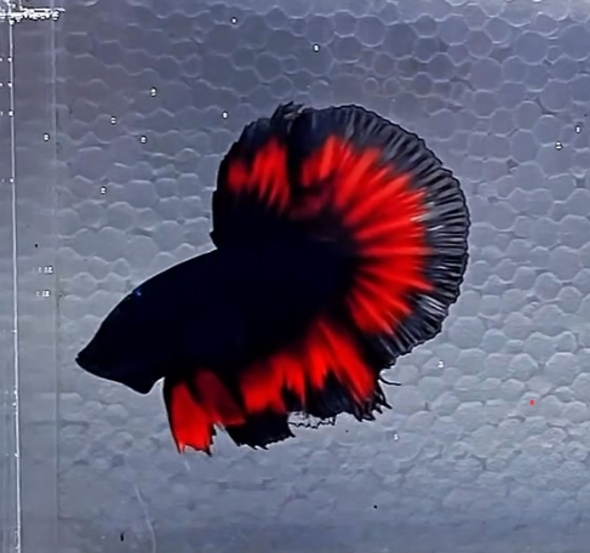 HM vampire Butterfly