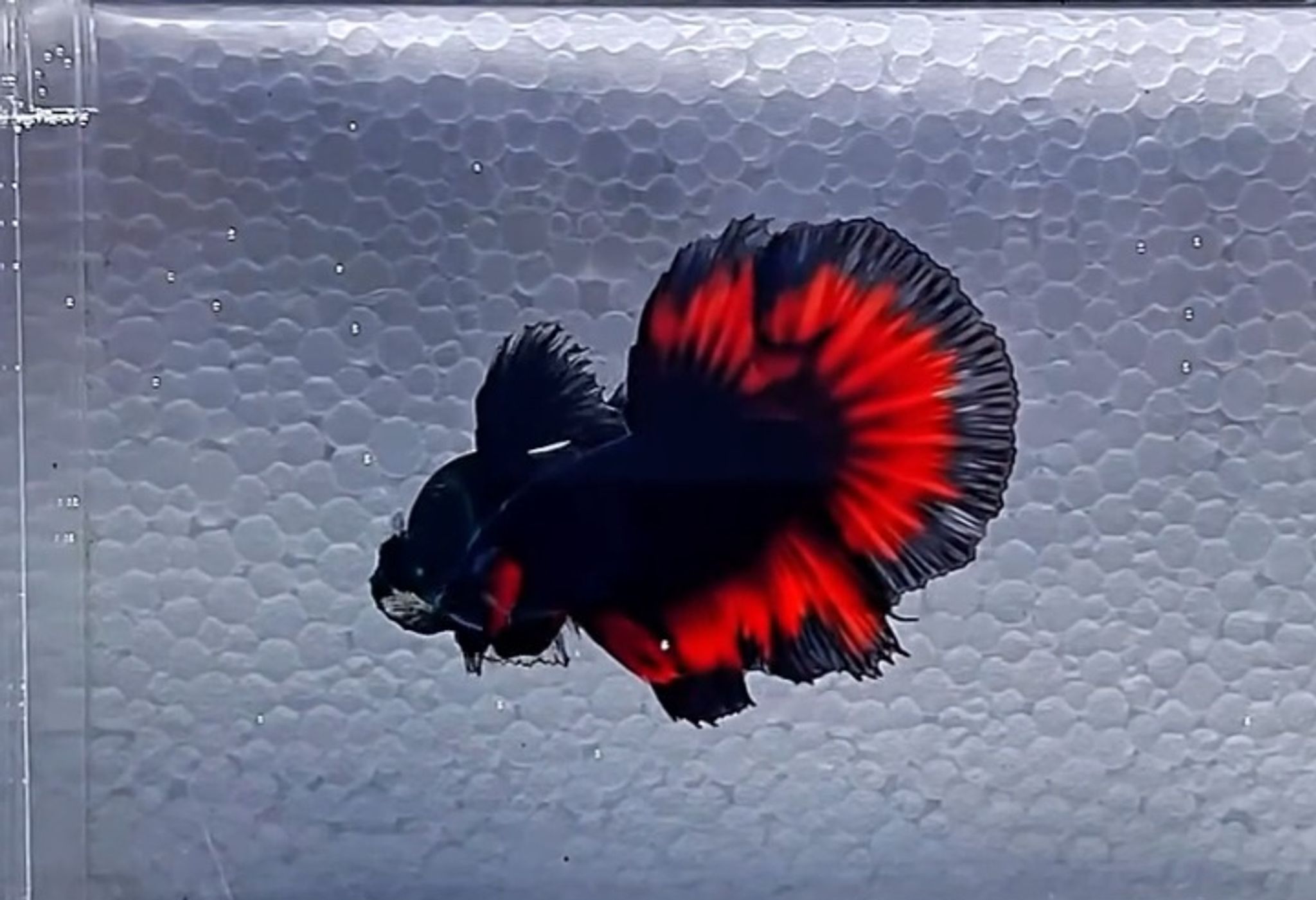 HM vampire Butterfly