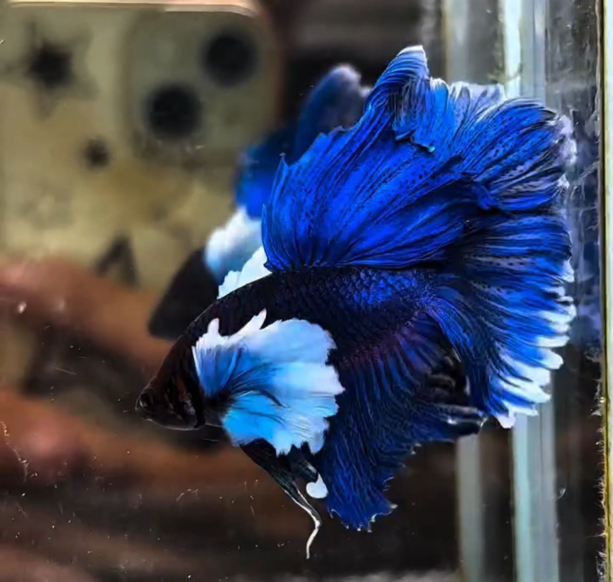 HMDE blue butterfly