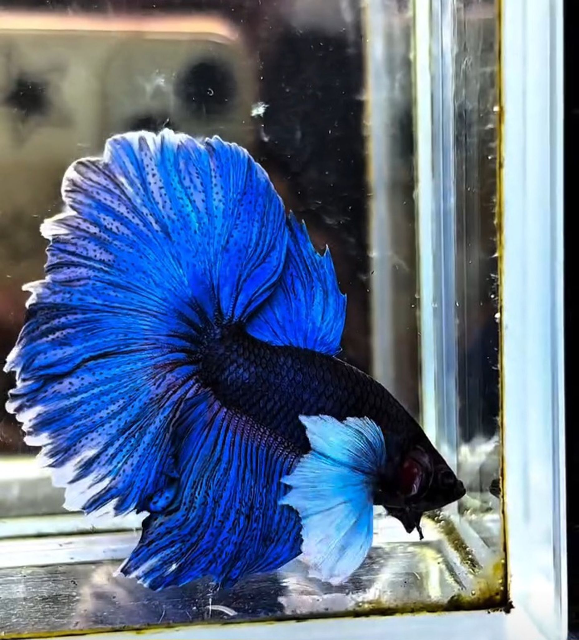 HMDE blue butterfly