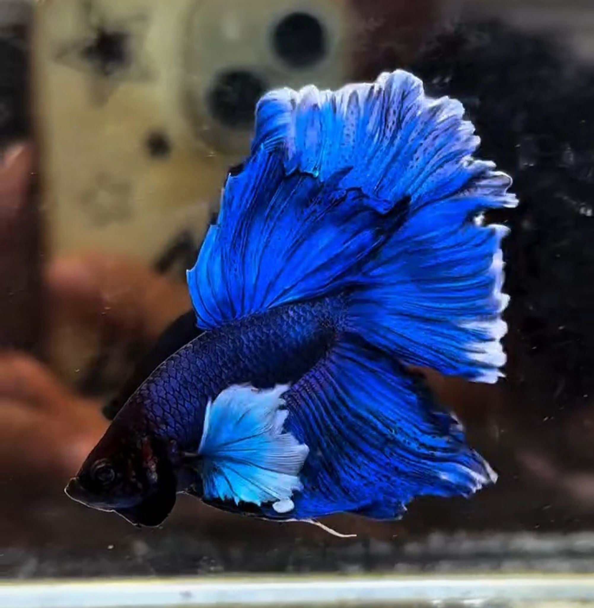 HMDE blue butterfly