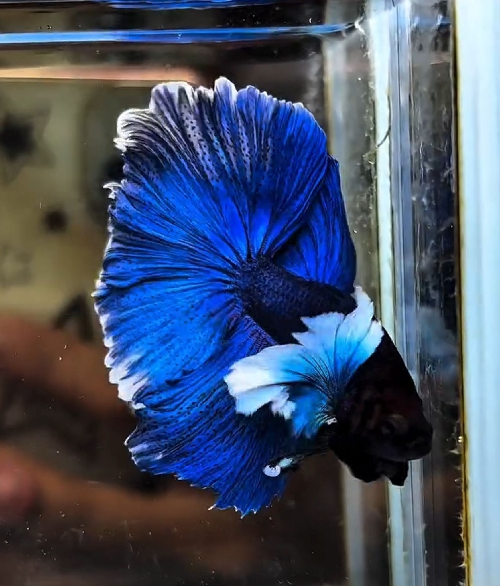 HMDE blue butterfly