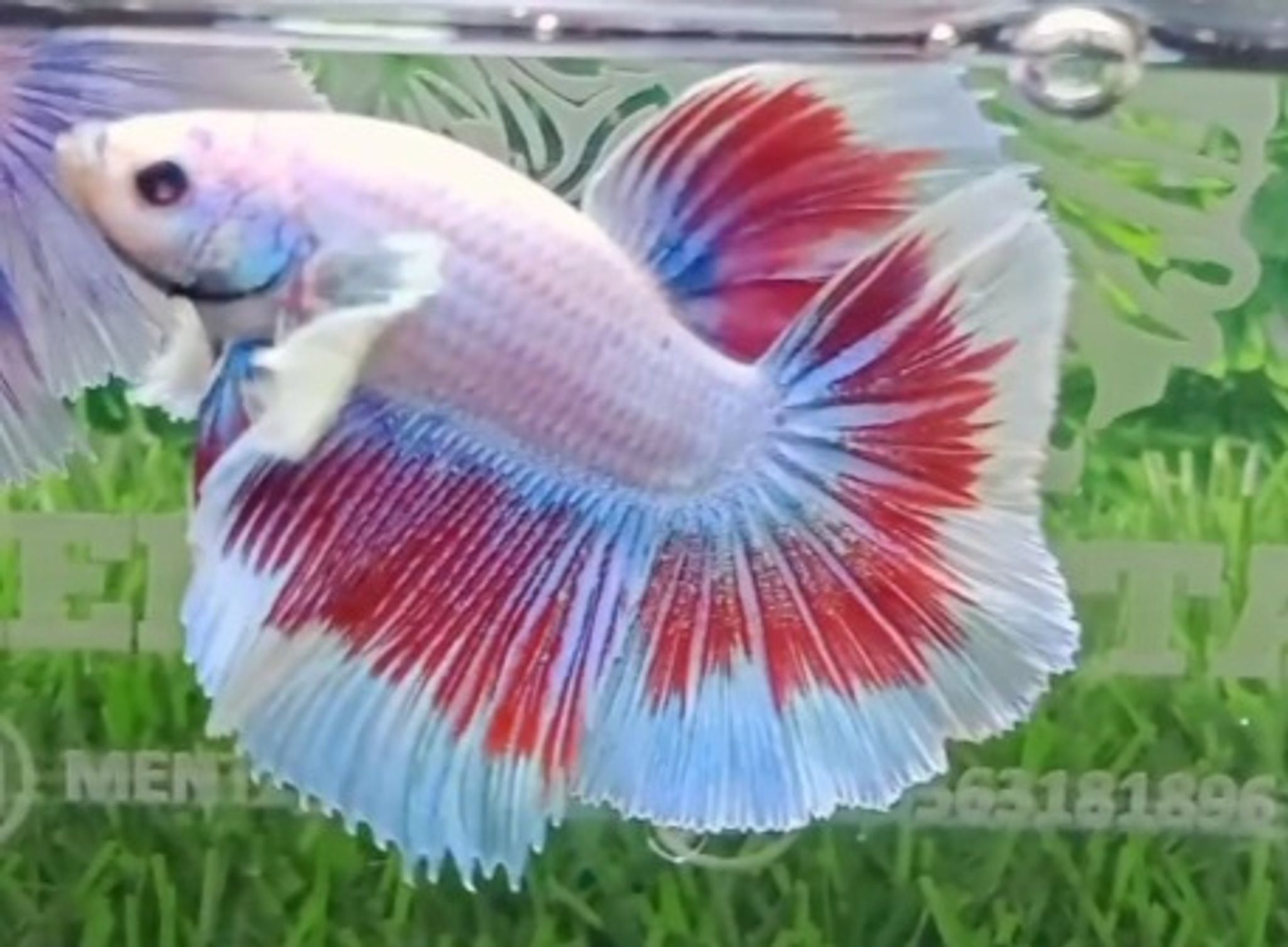 HMDE butterfly