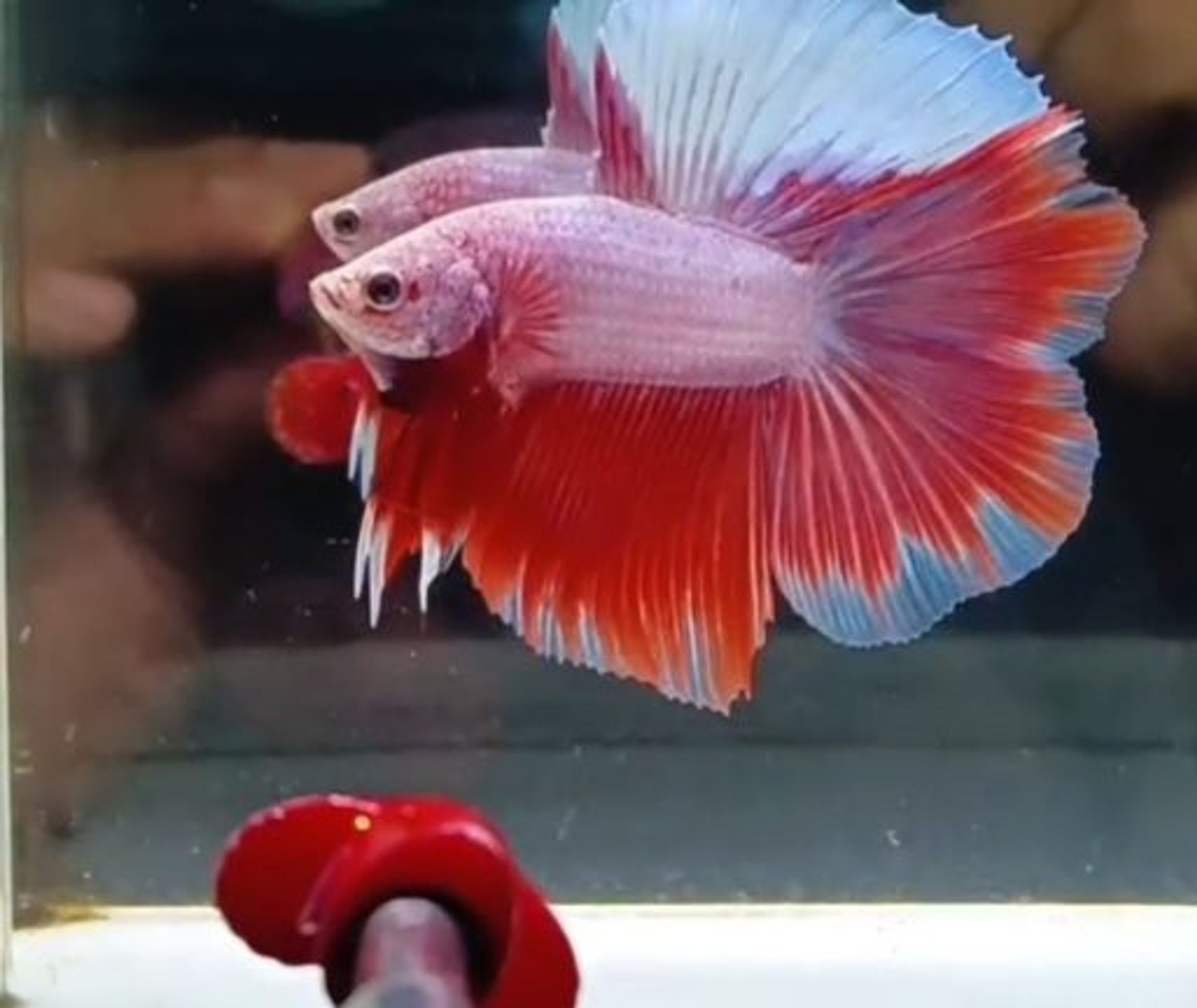 HMDT Unique Color