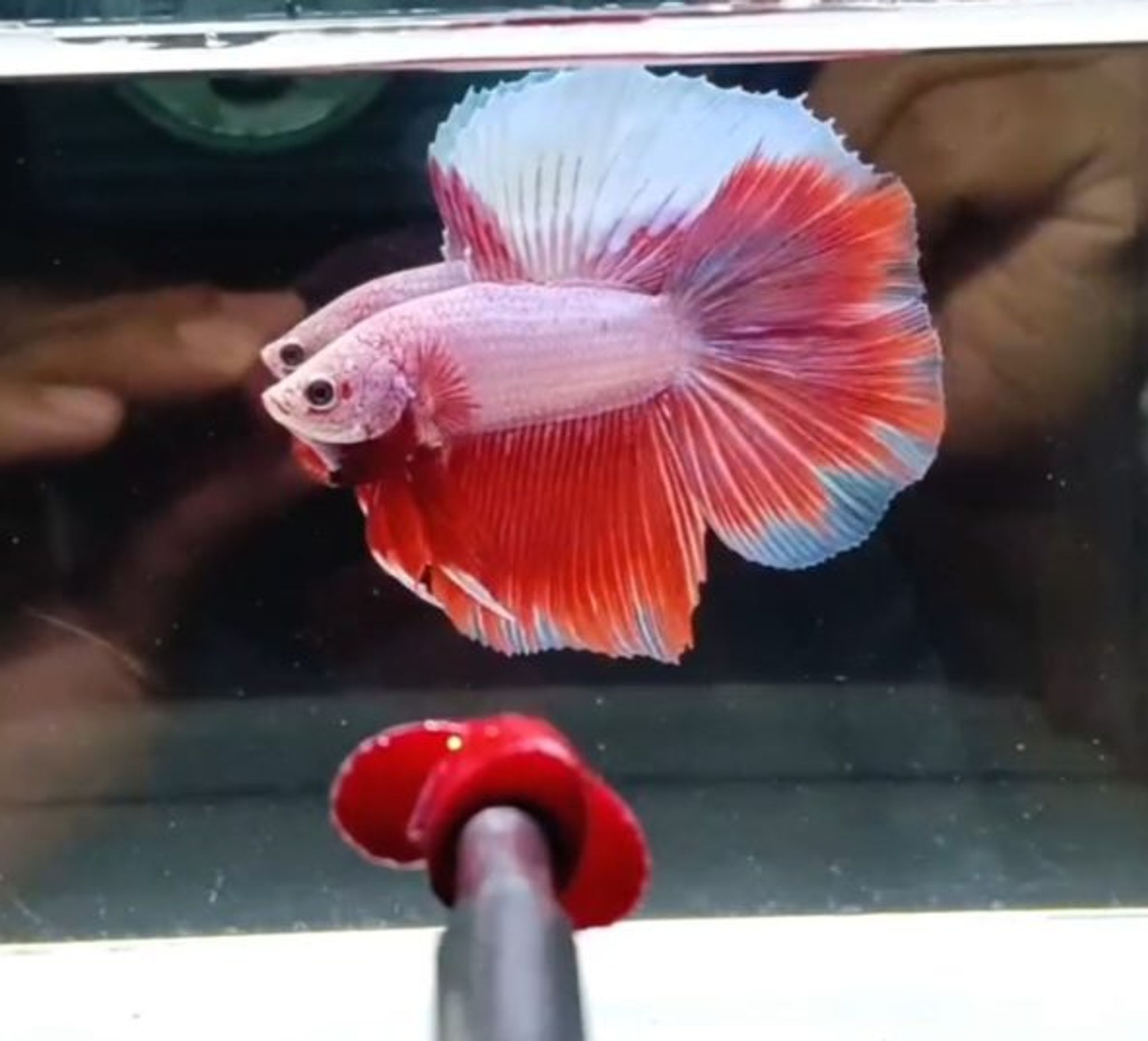 HMDT Unique Color