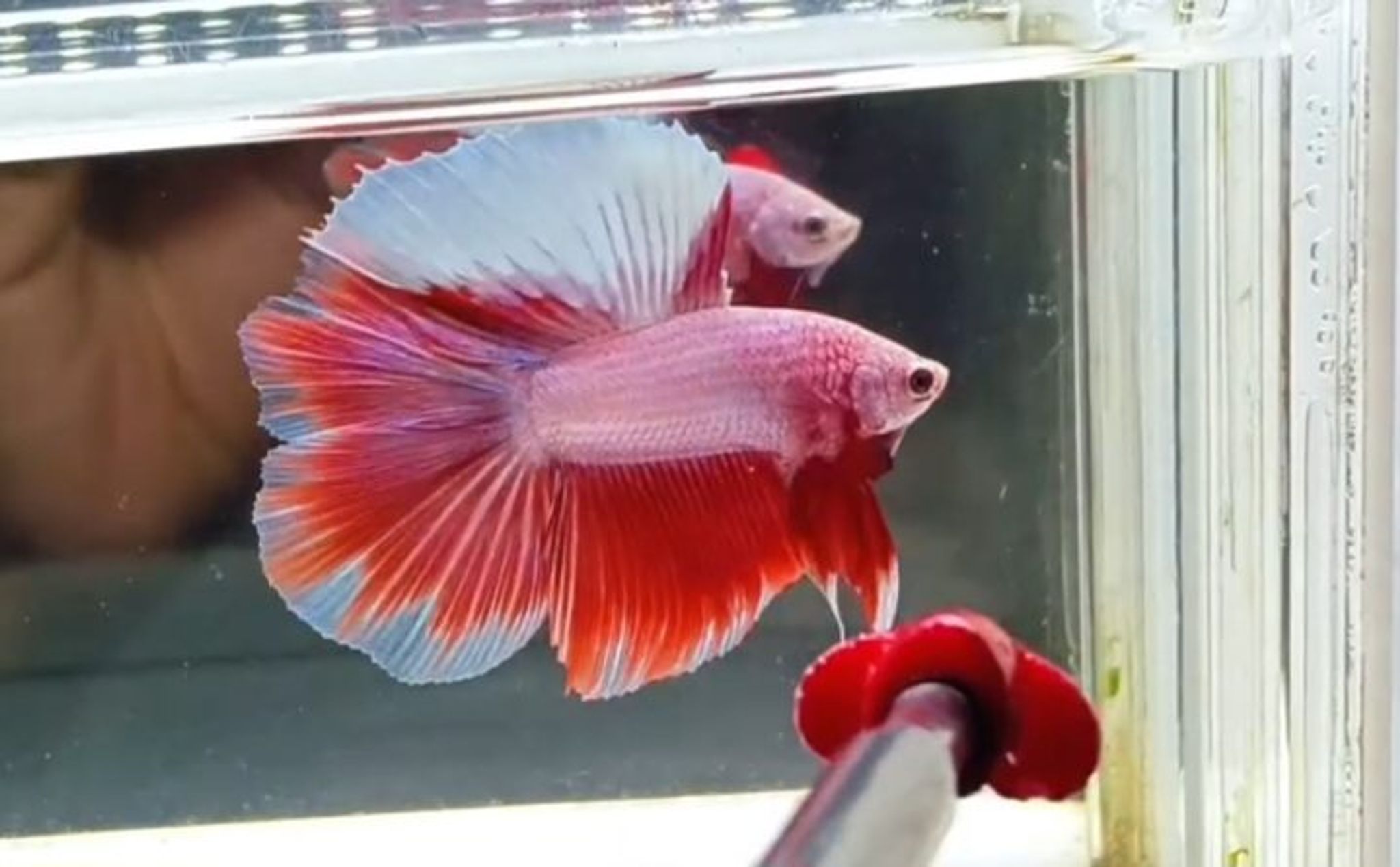 HMDT Unique Color