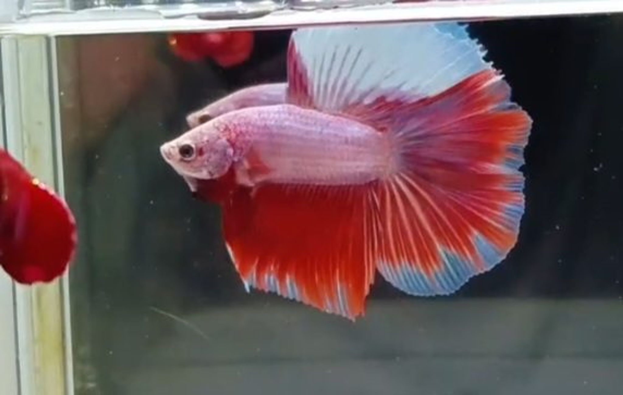 HMDT Unique Color