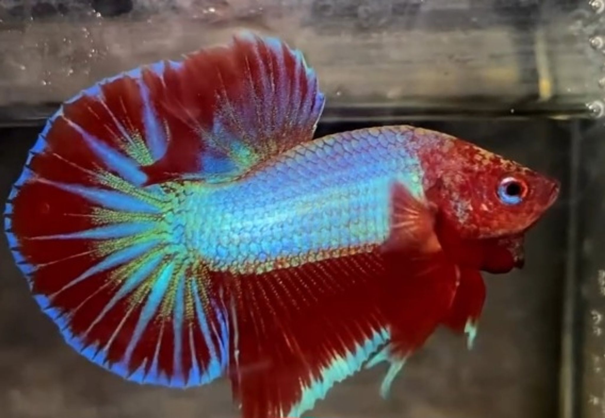 HMPK Aurora(premium grade)