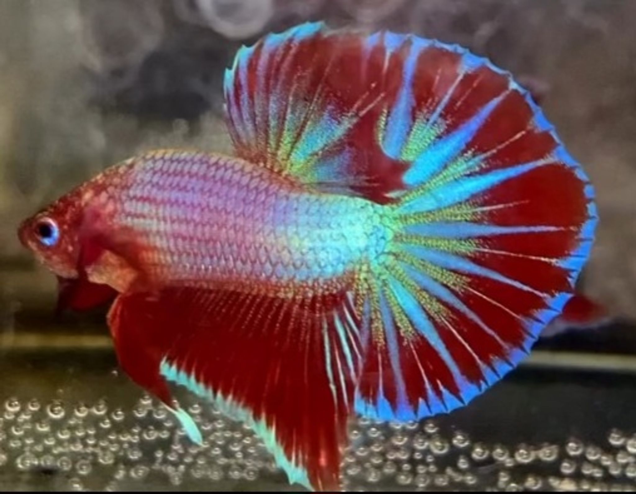 HMPK Aurora(premium grade)