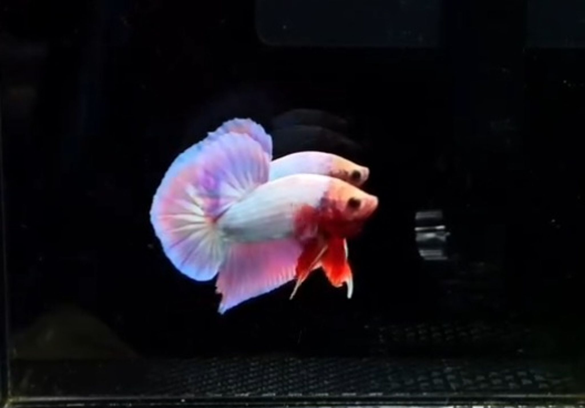 HMPK Aurora