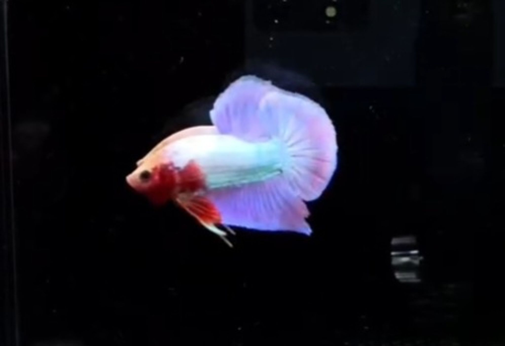 HMPK Aurora