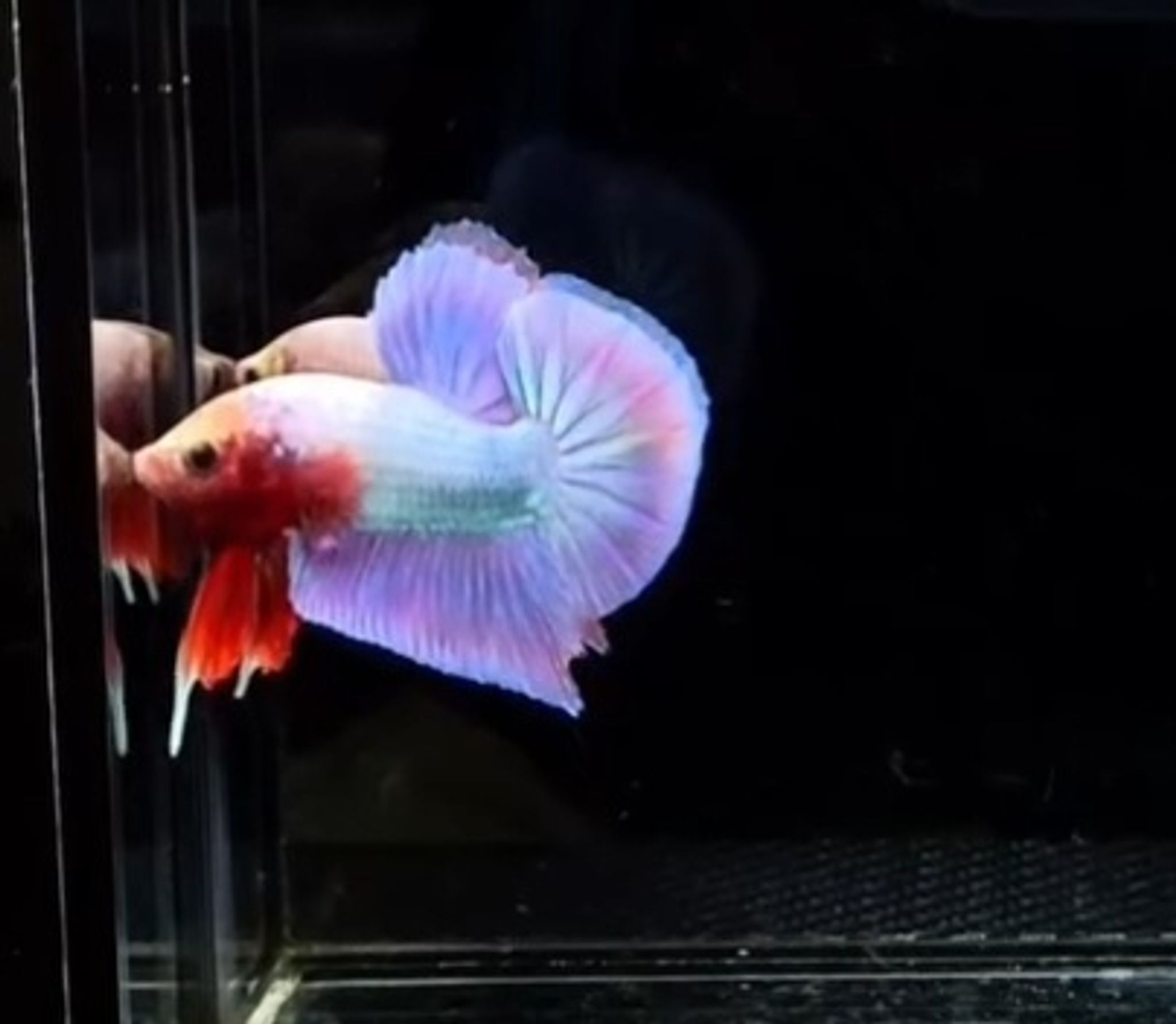 HMPK Aurora