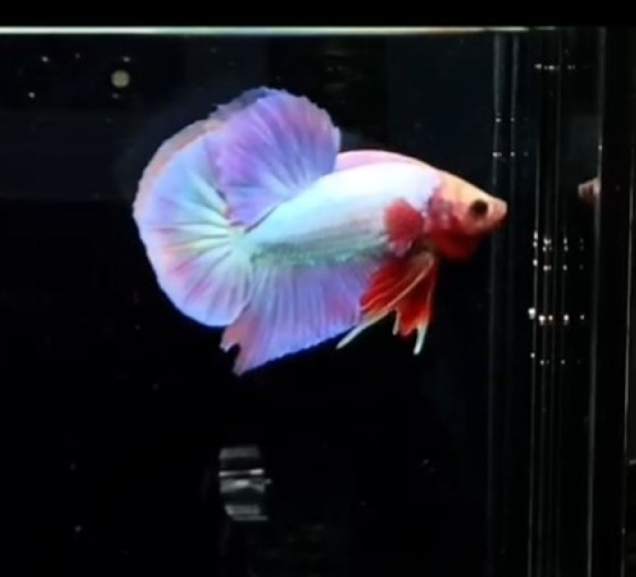 HMPK Aurora