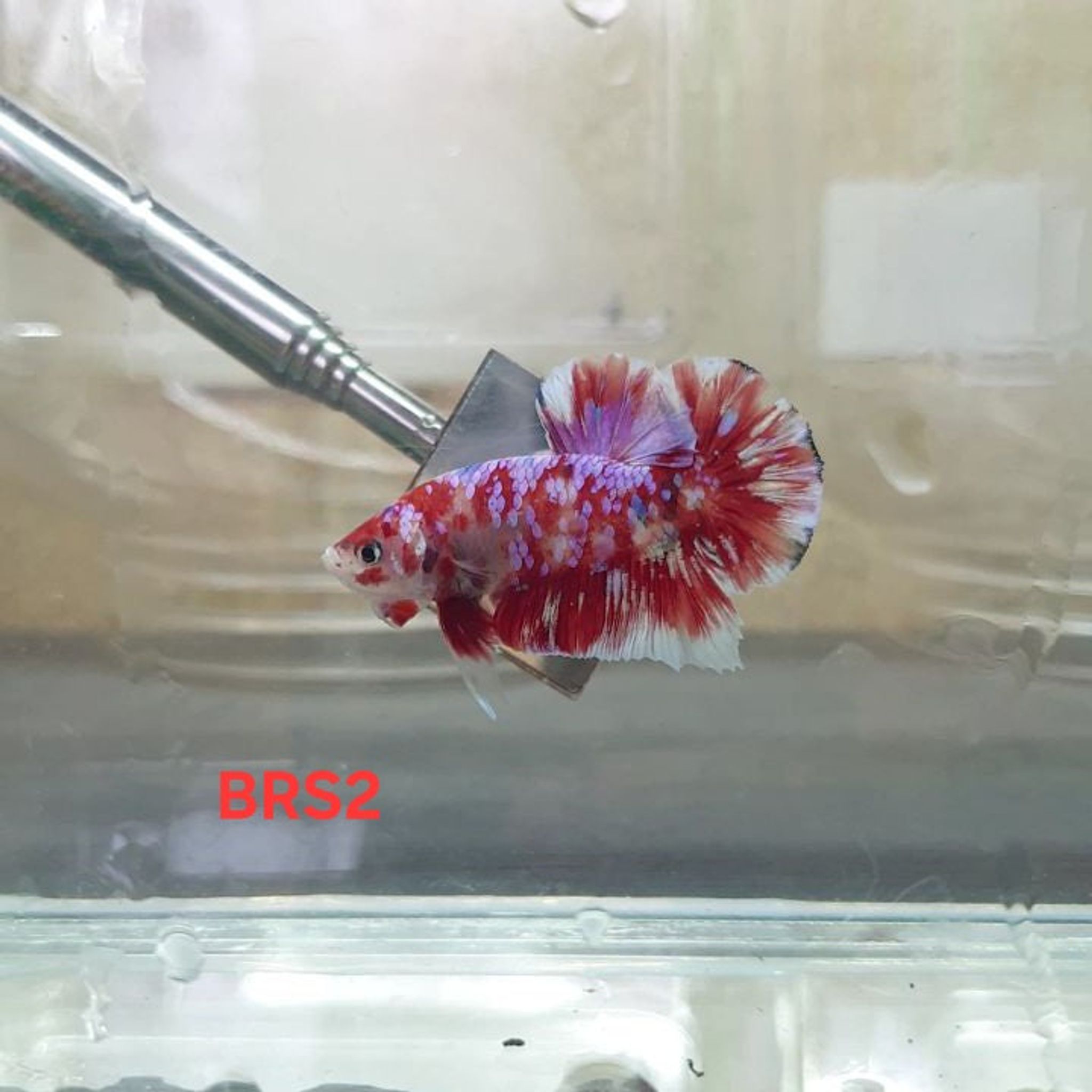 HMPK Barongsai