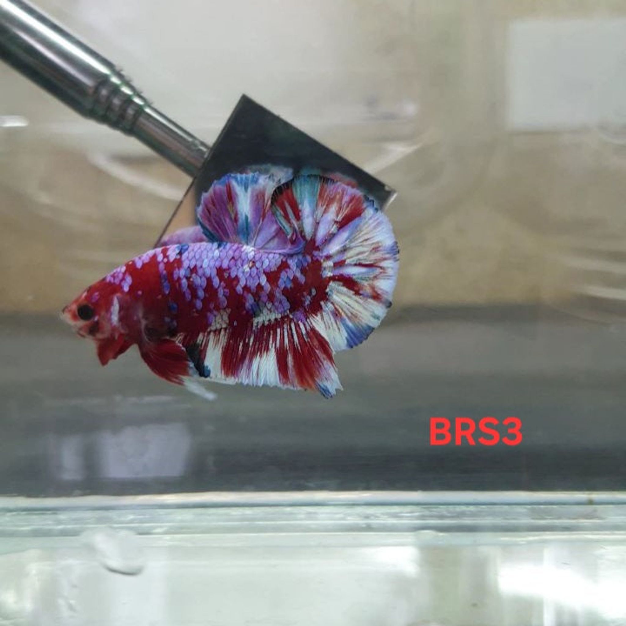 HMPK Barongsai
