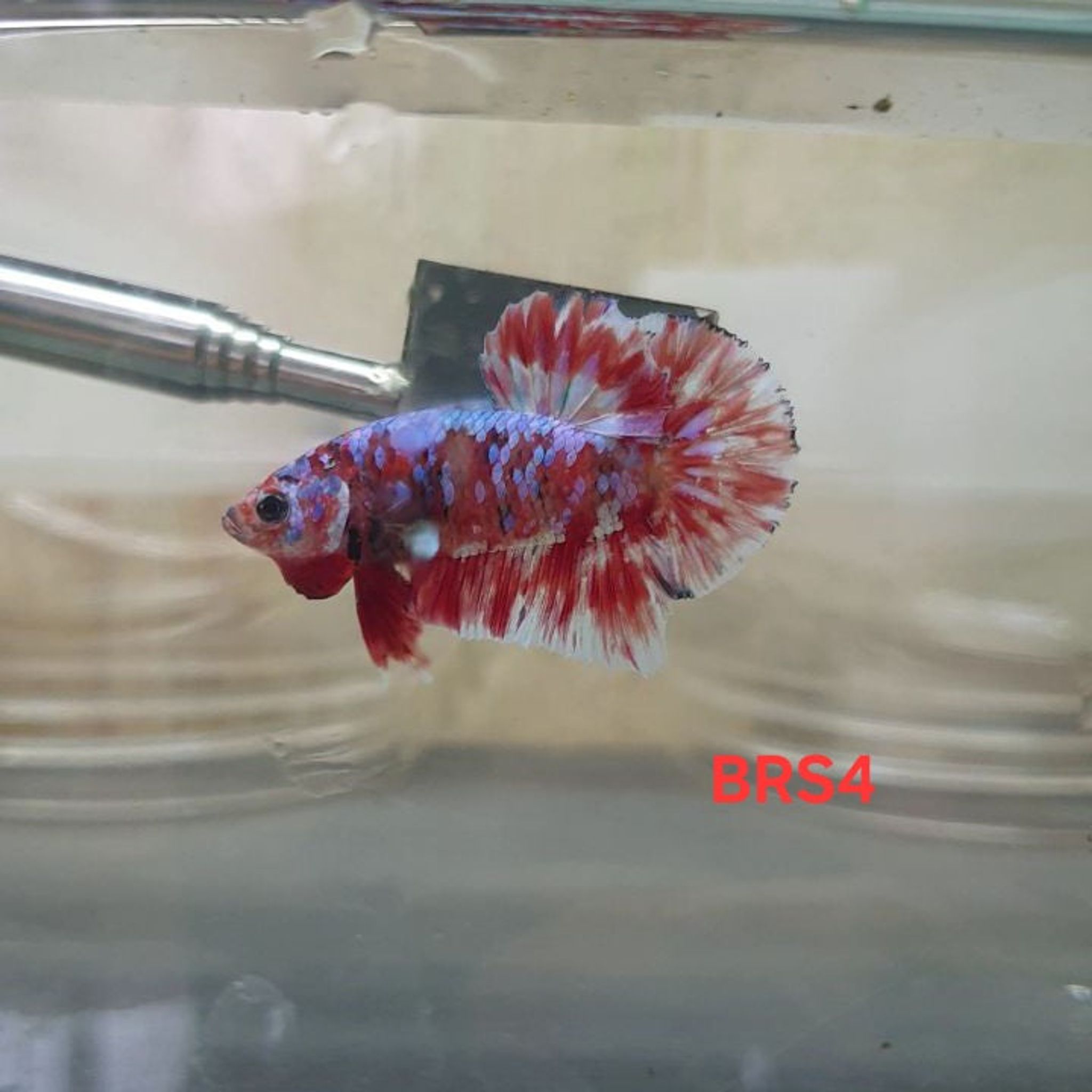 HMPK Barongsai
