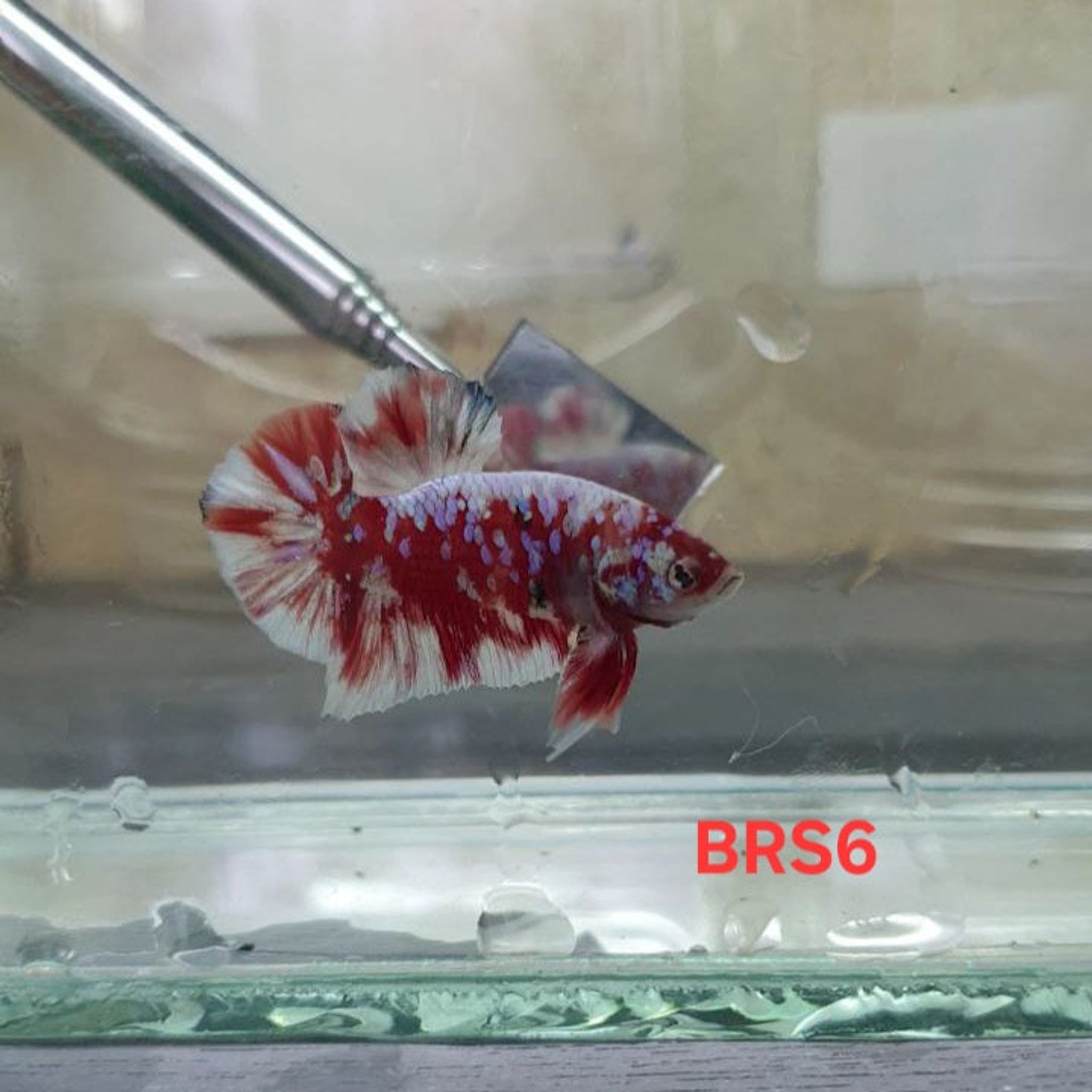 HMPK Barongsai