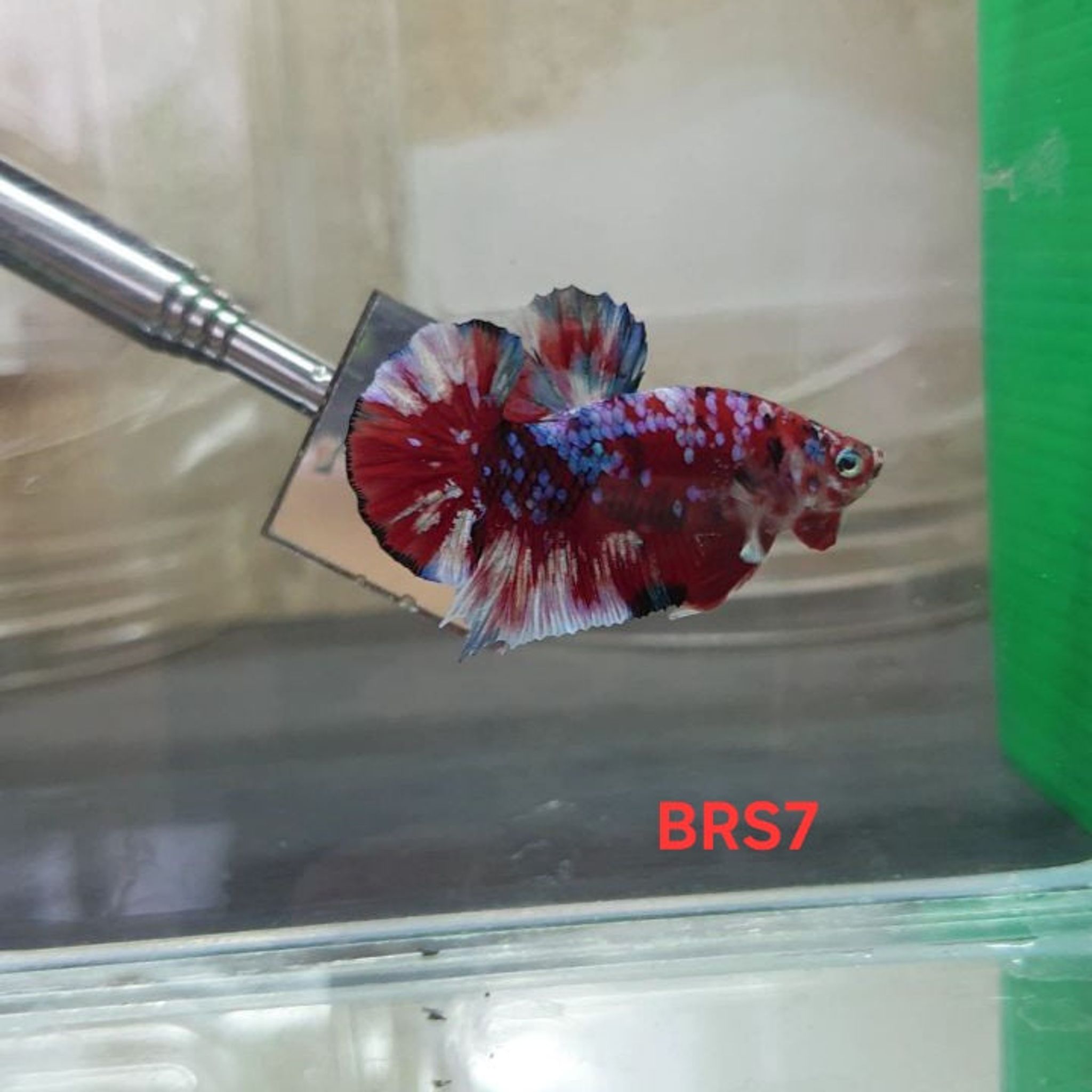 HMPK Barongsai