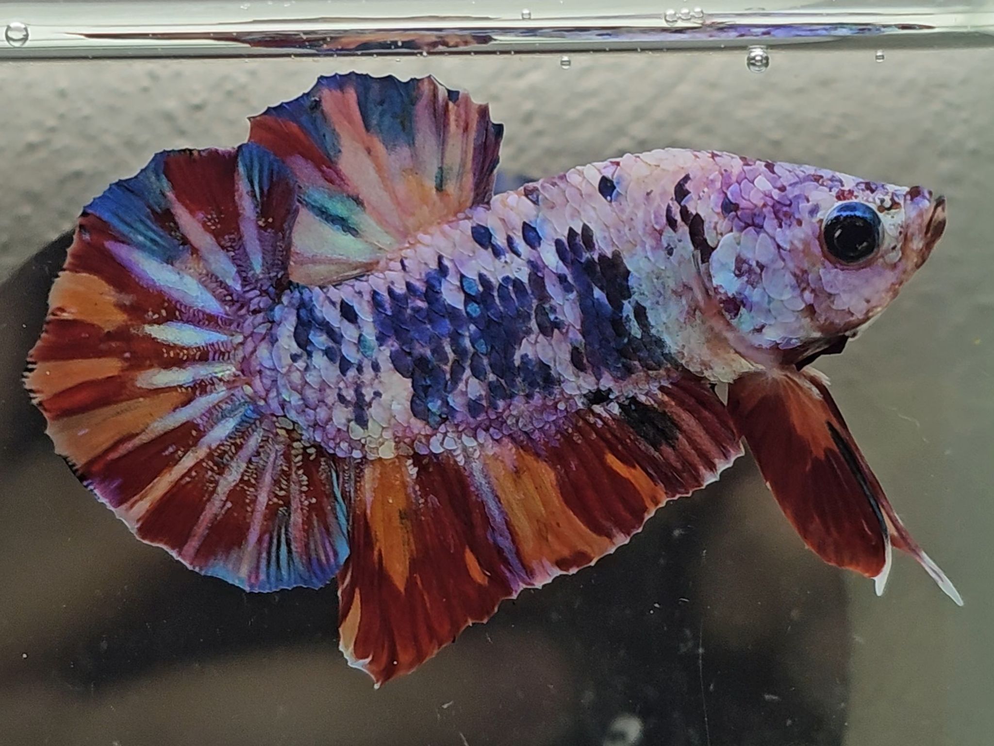 HMPK Candy Marble Betta Fish