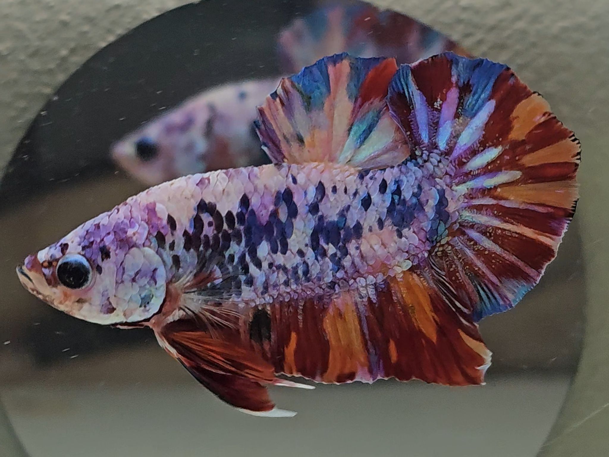 HMPK Candy Marble Betta Fish