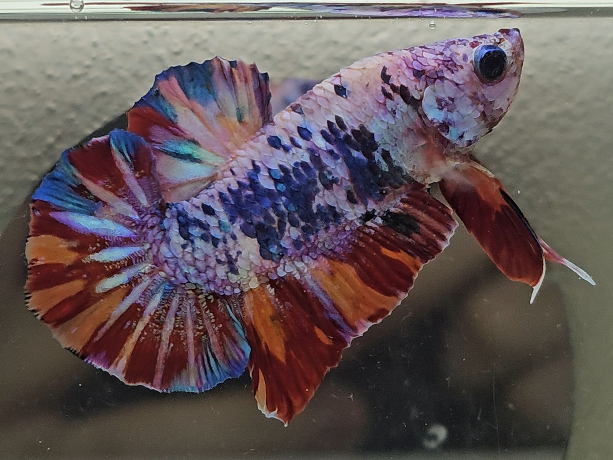 HMPK Candy Marble Betta Fish
