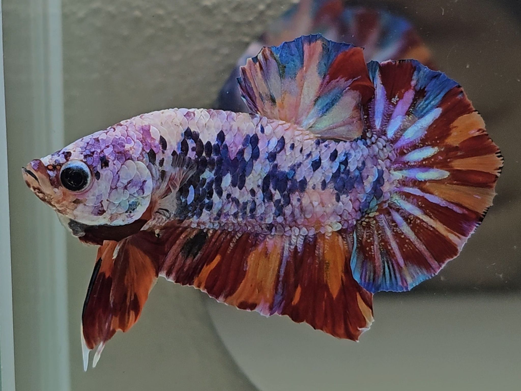 HMPK Candy Marble Betta Fish