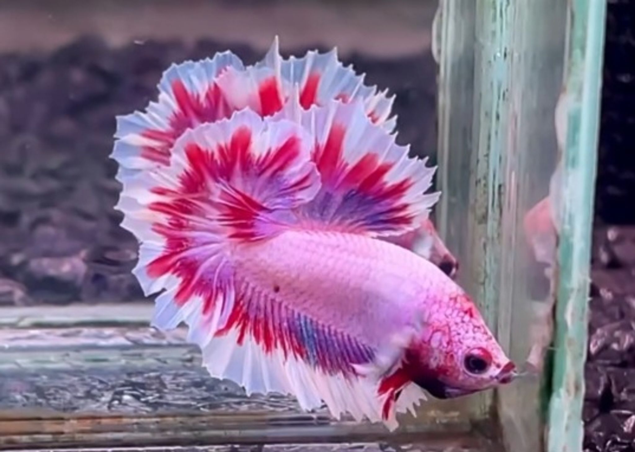 HMPK Feathertail Pink betta