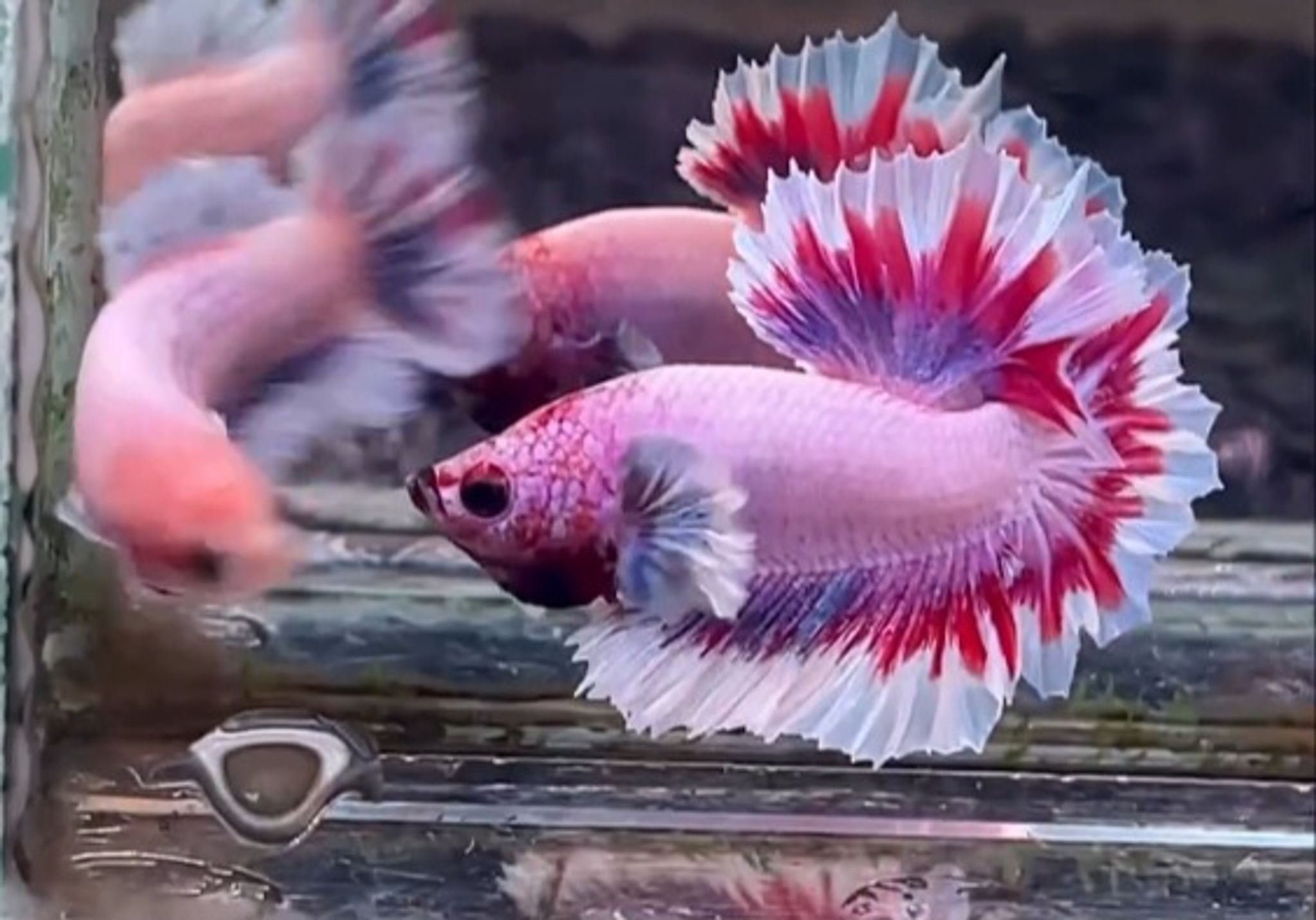 HMPK Feathertail Pink betta