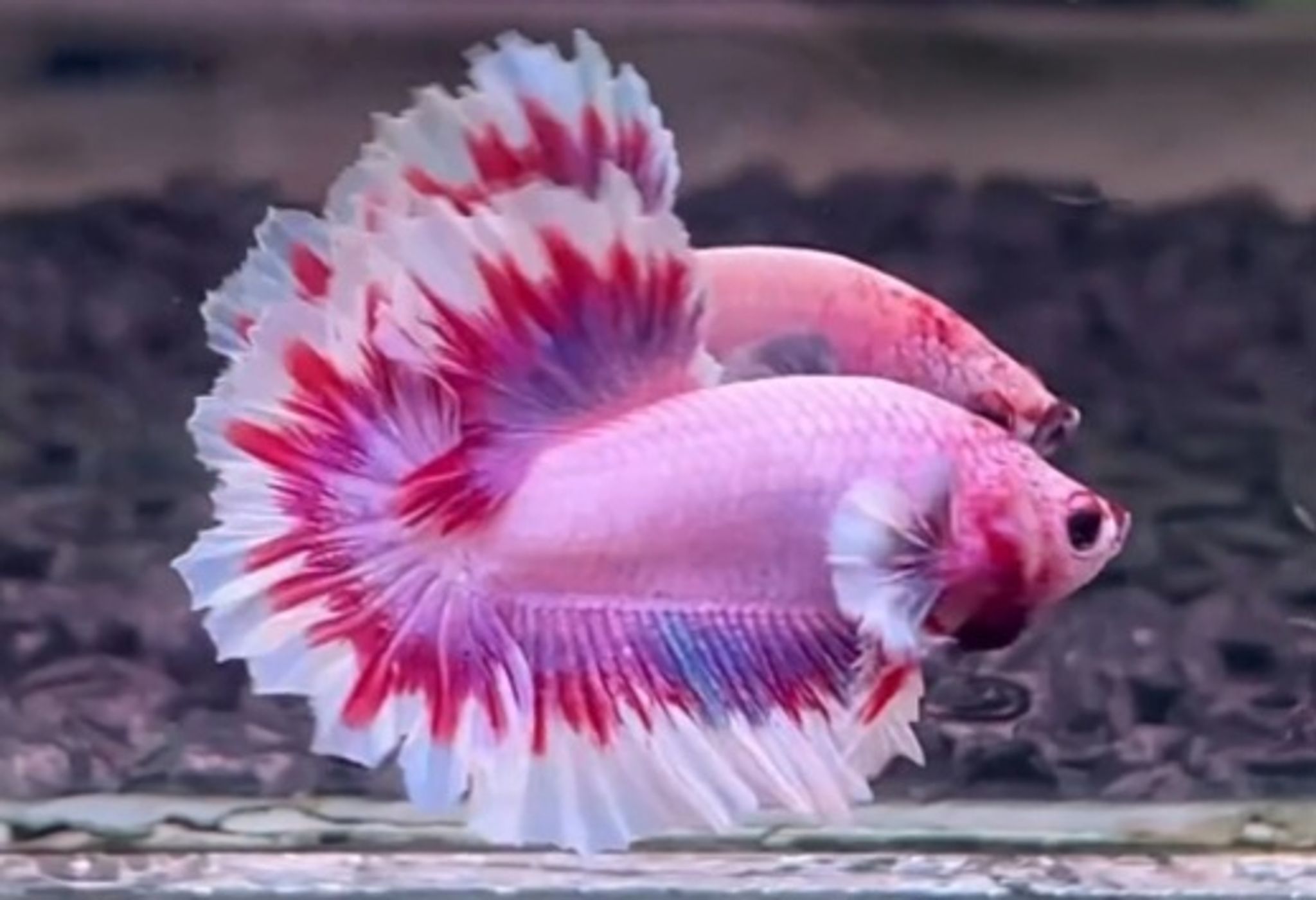 HMPK Feathertail Pink betta