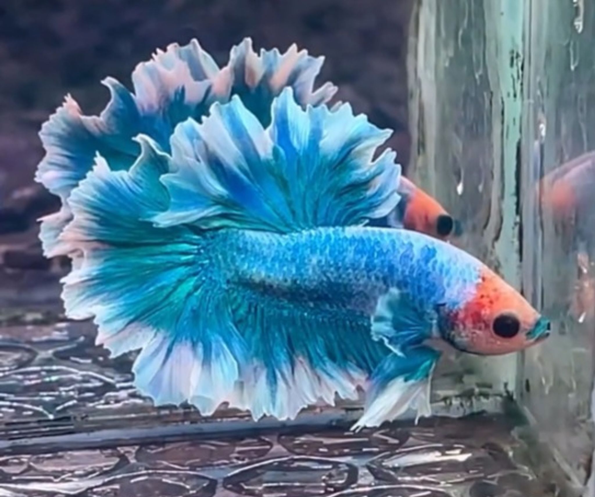 HMPK Feathertail torquese