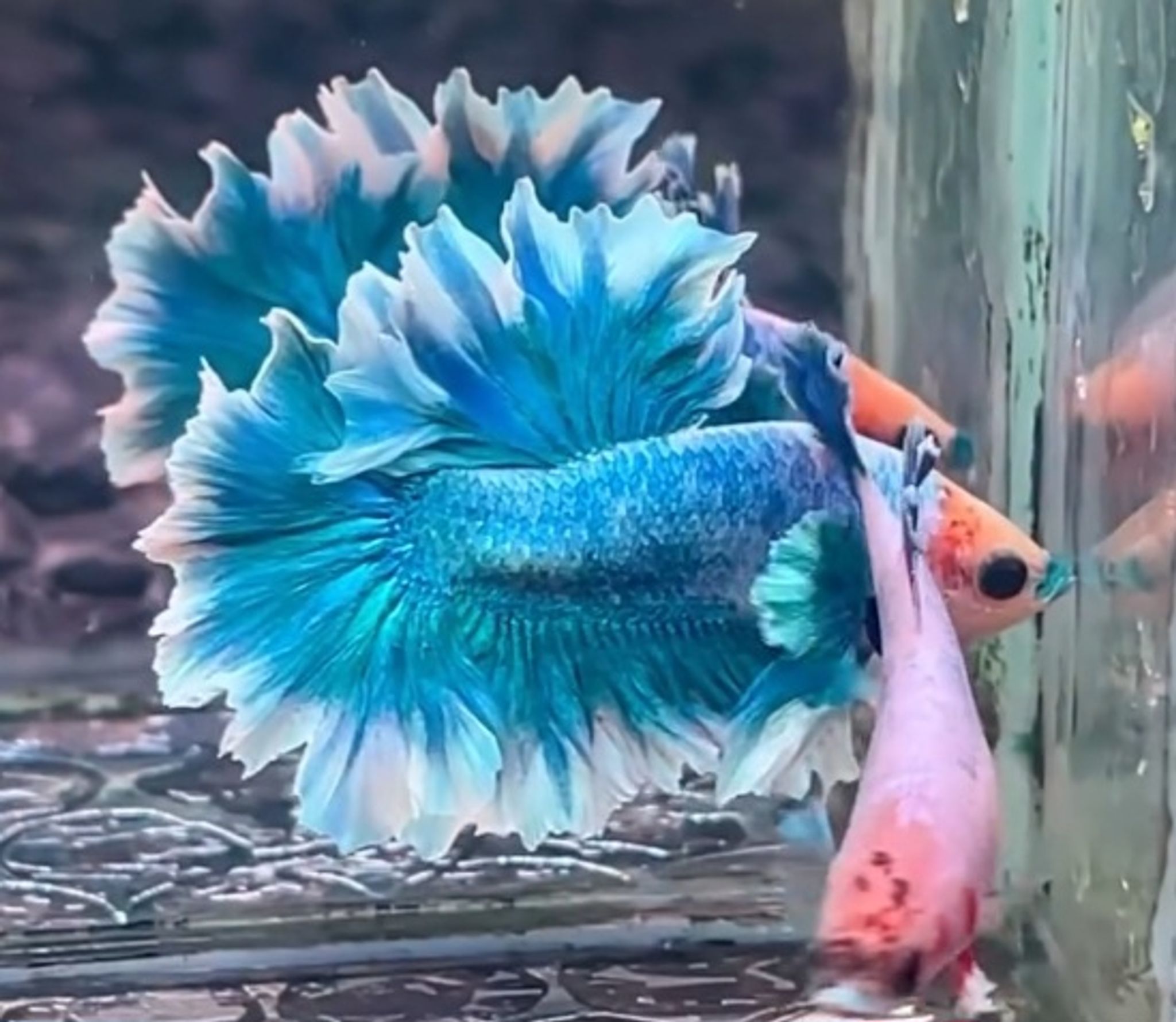 HMPK Feathertail torquese