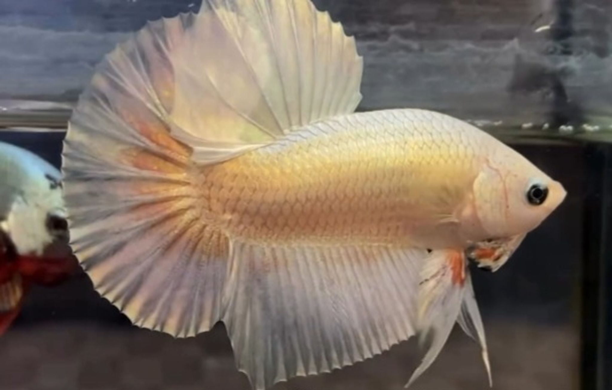 HMPK GOLD