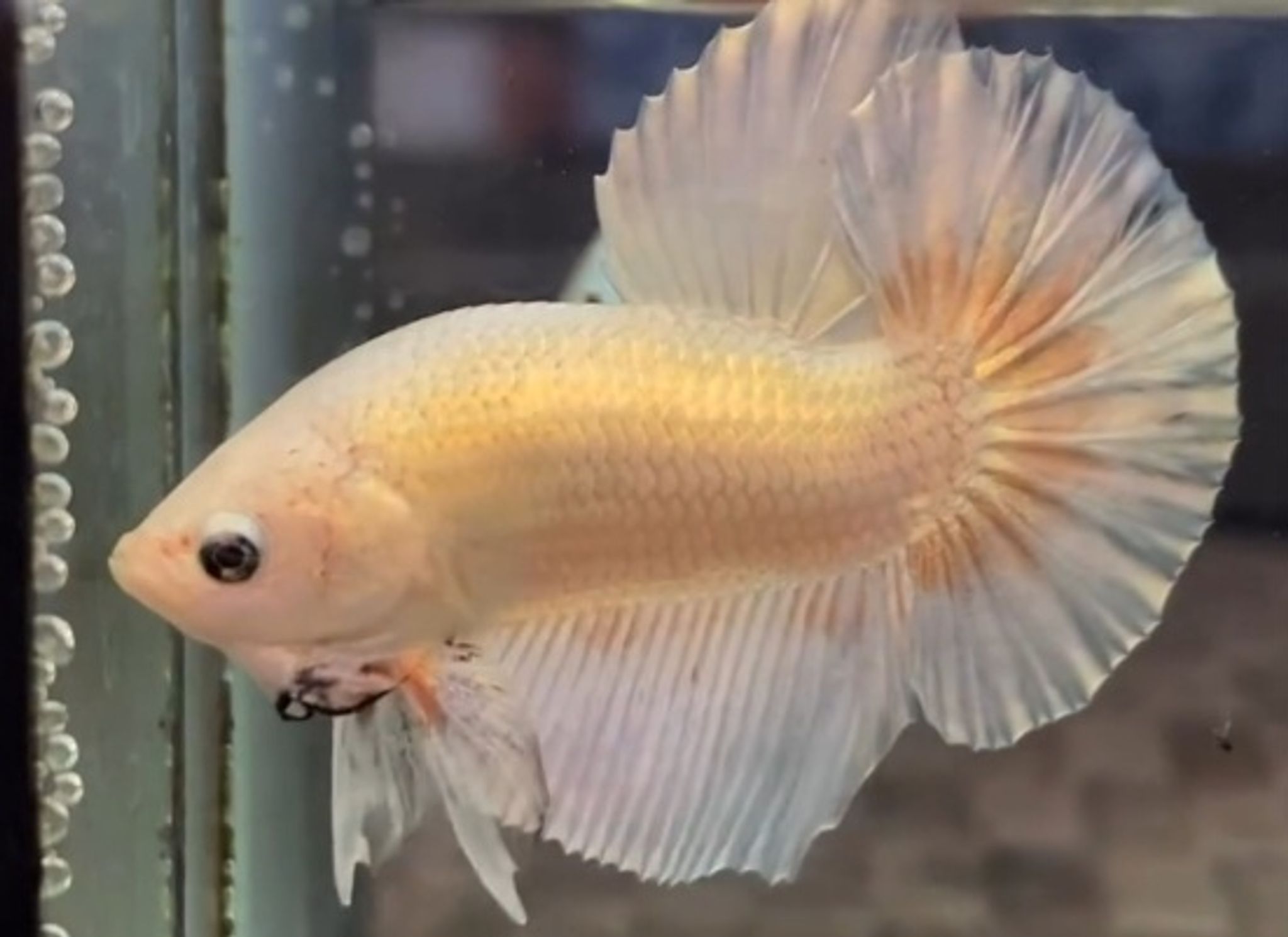 HMPK GOLD