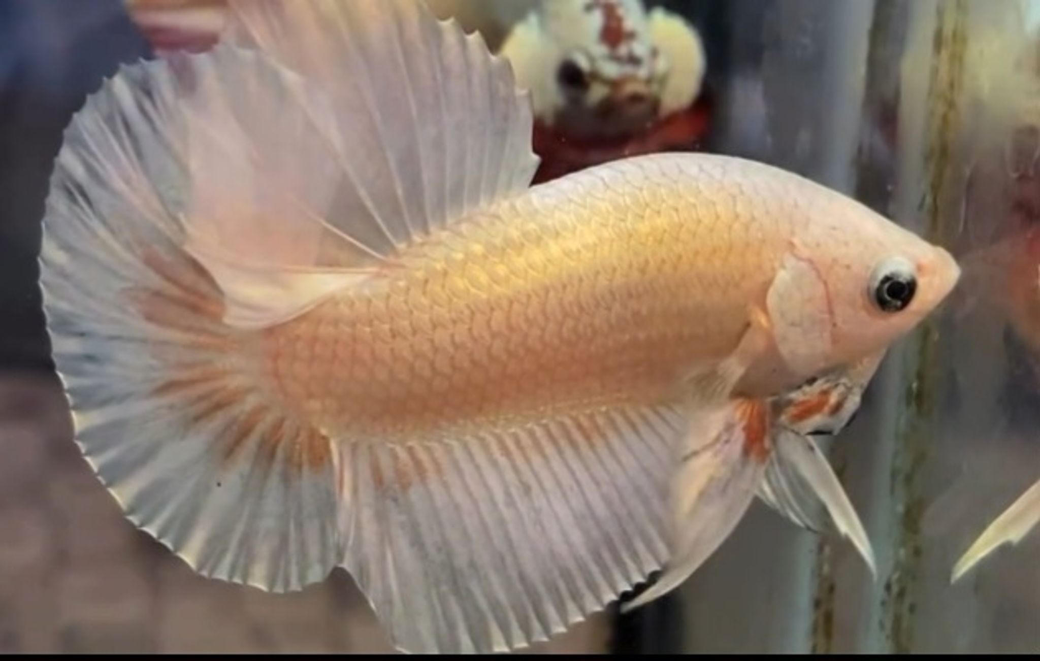 HMPK GOLD
