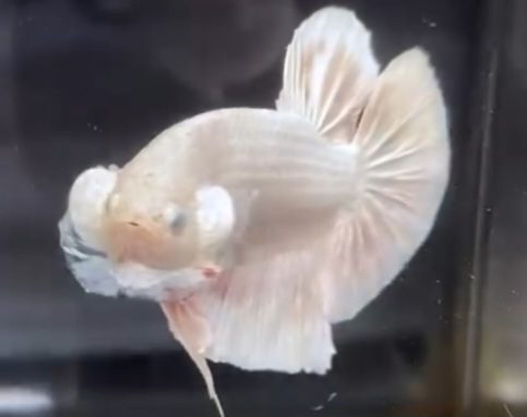 HMPK Giant Silver Eye