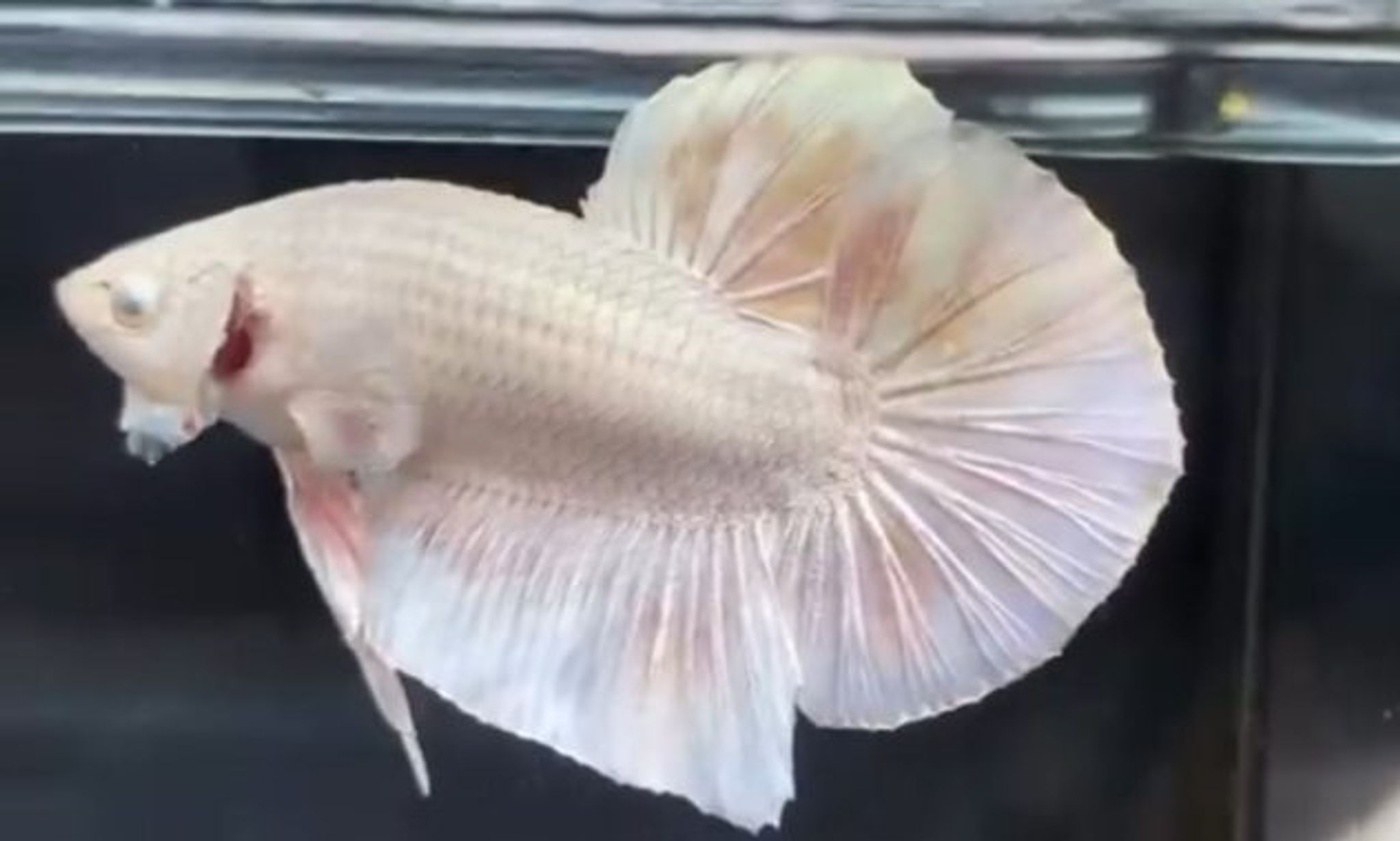 HMPK Giant Silver Eye