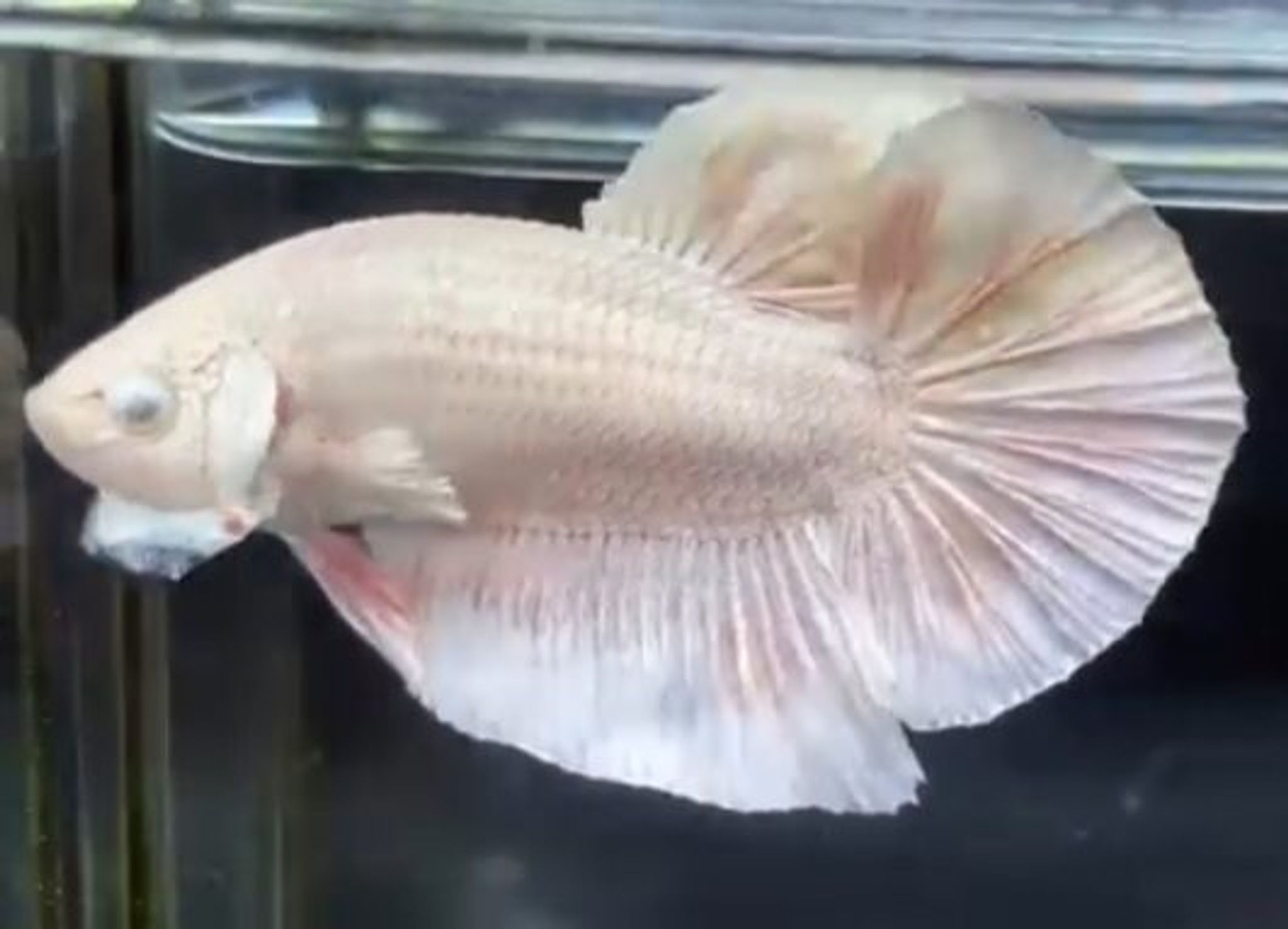 HMPK Giant Silver Eye