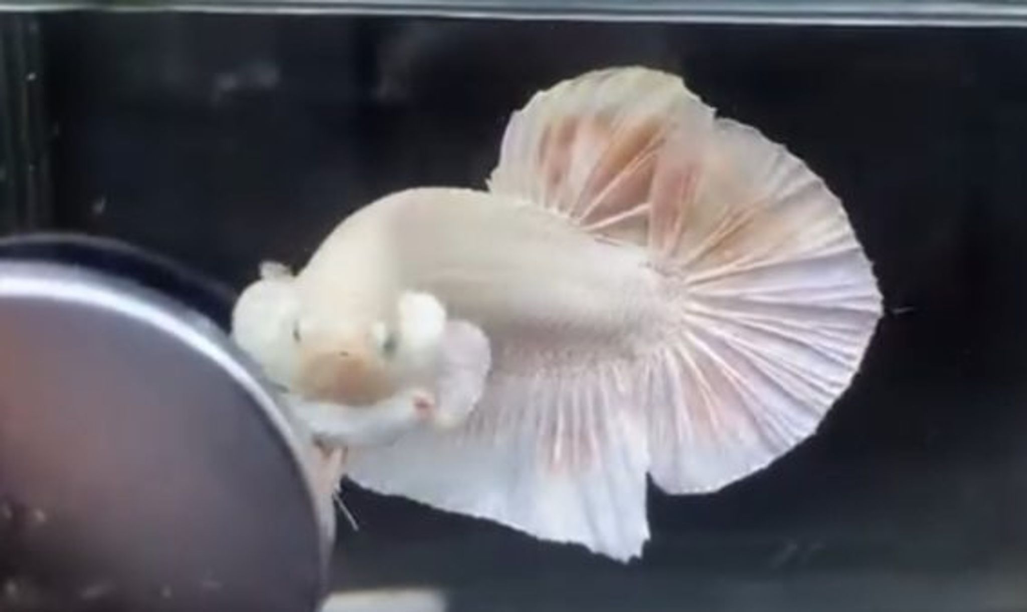 HMPK Giant Silver Eye