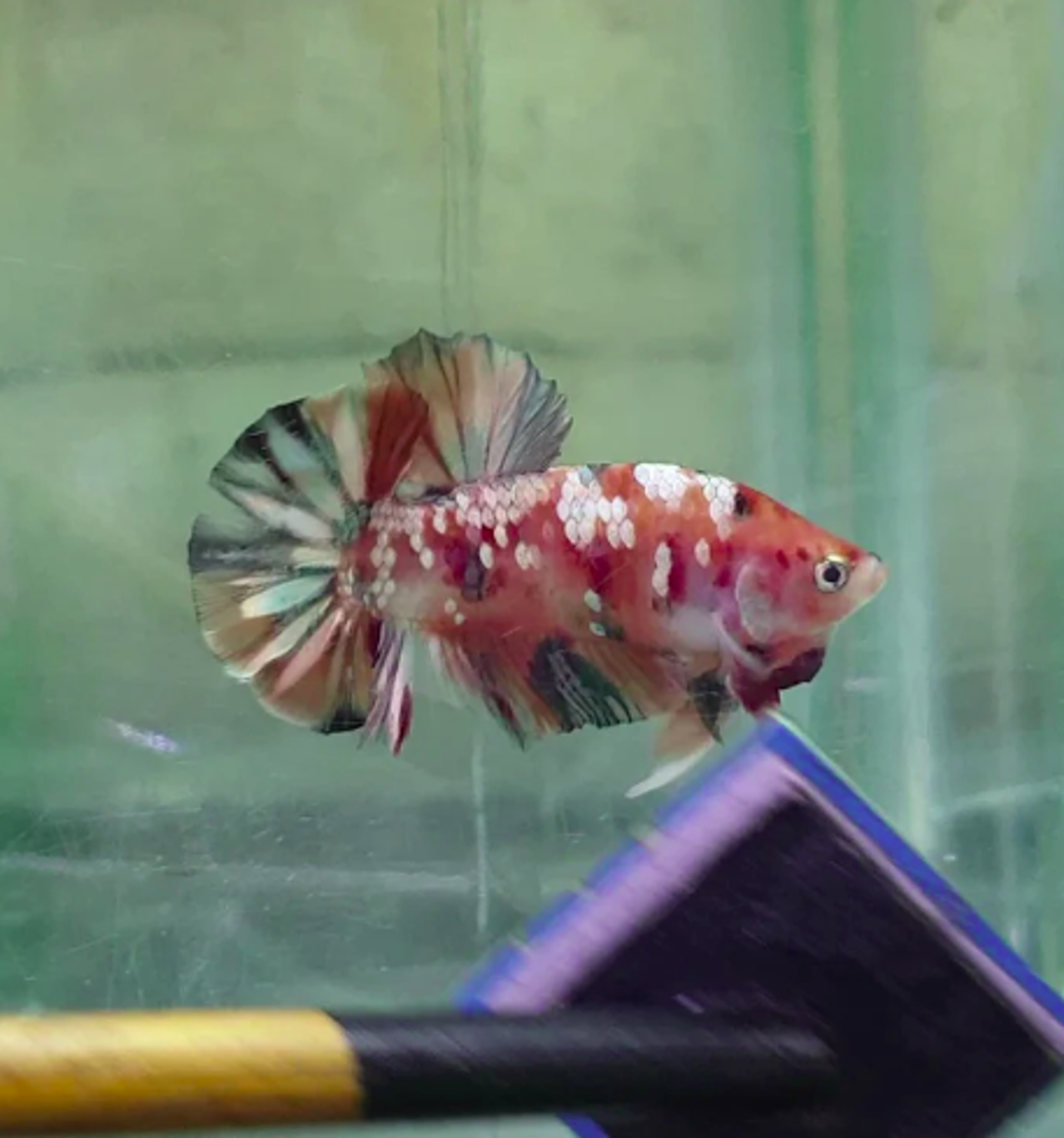 HMPK Nemo Copper #NC03