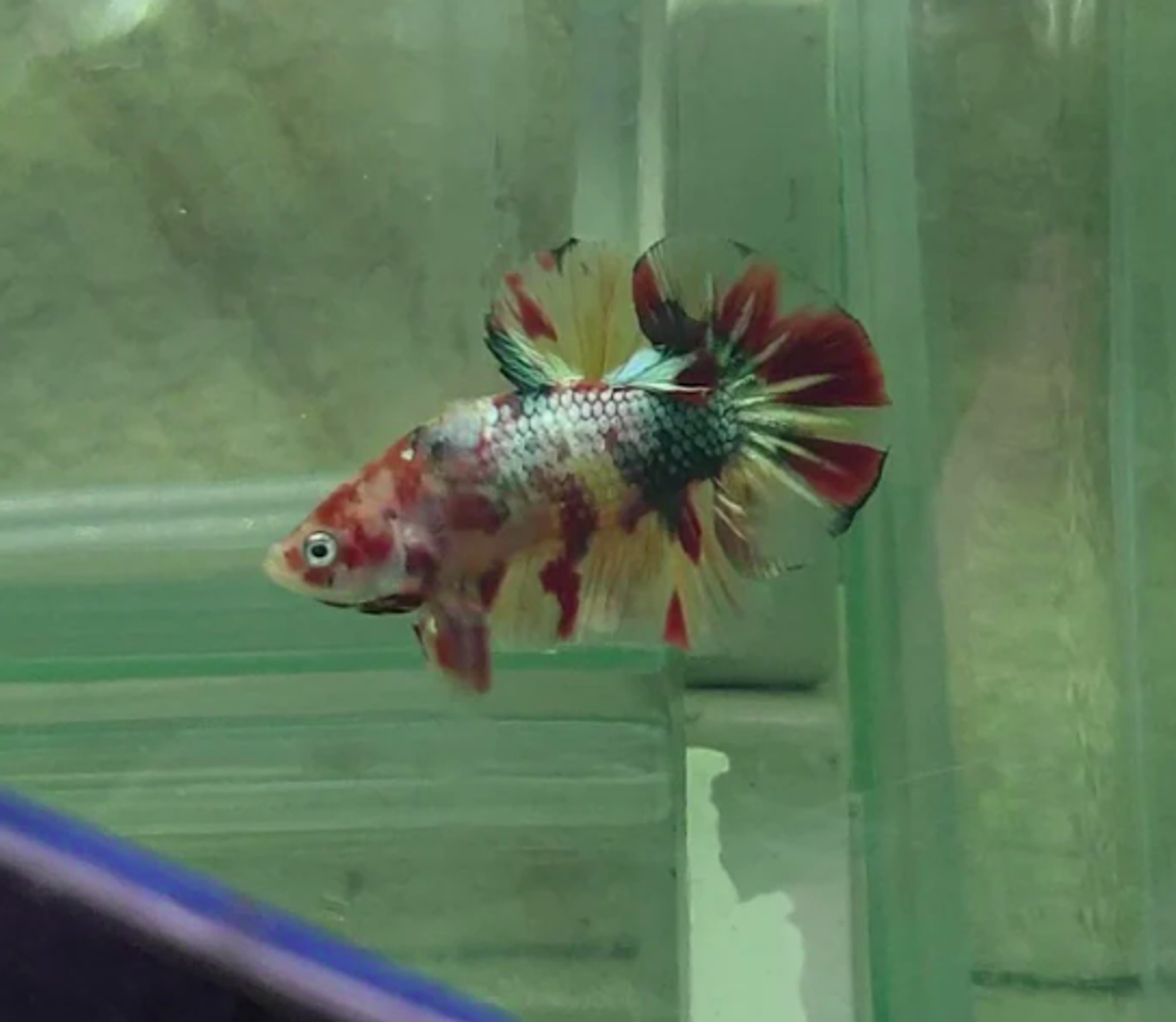HMPK Nemo Copper #NC04