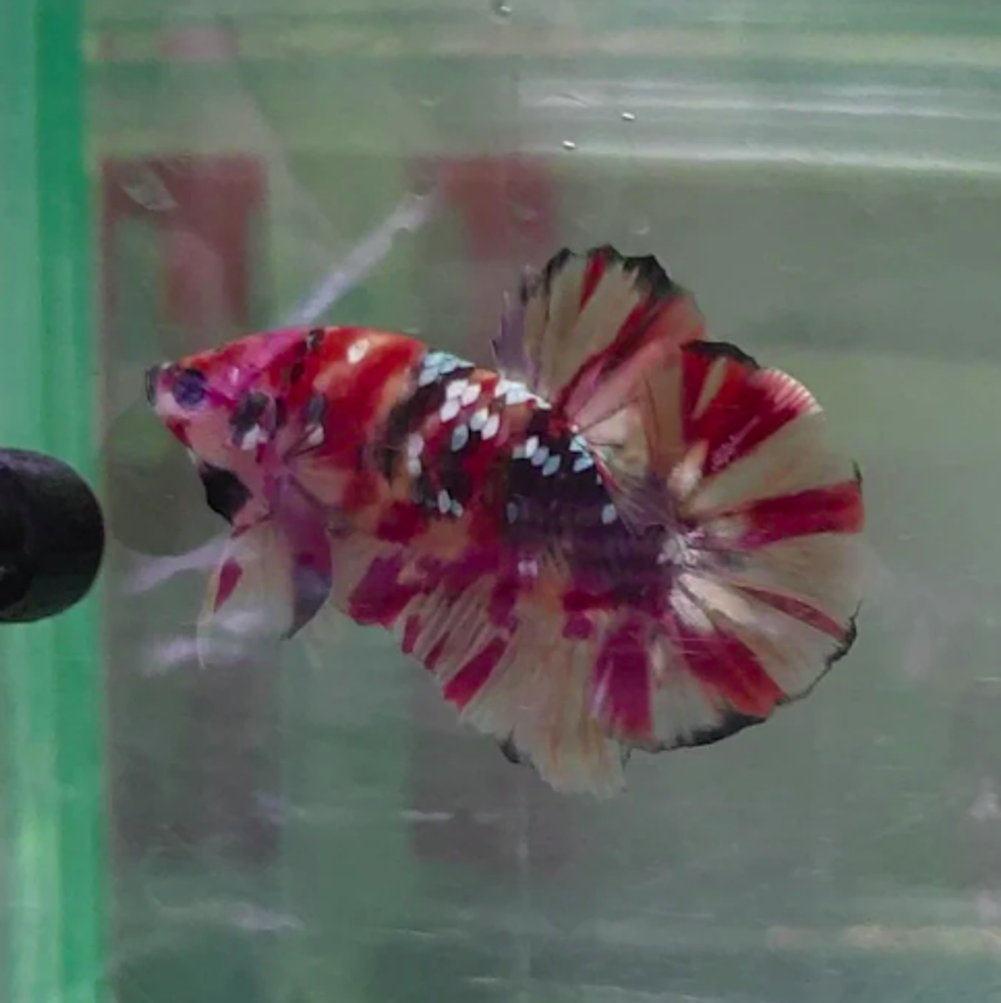 HMPK Nemo Copper #NC05
