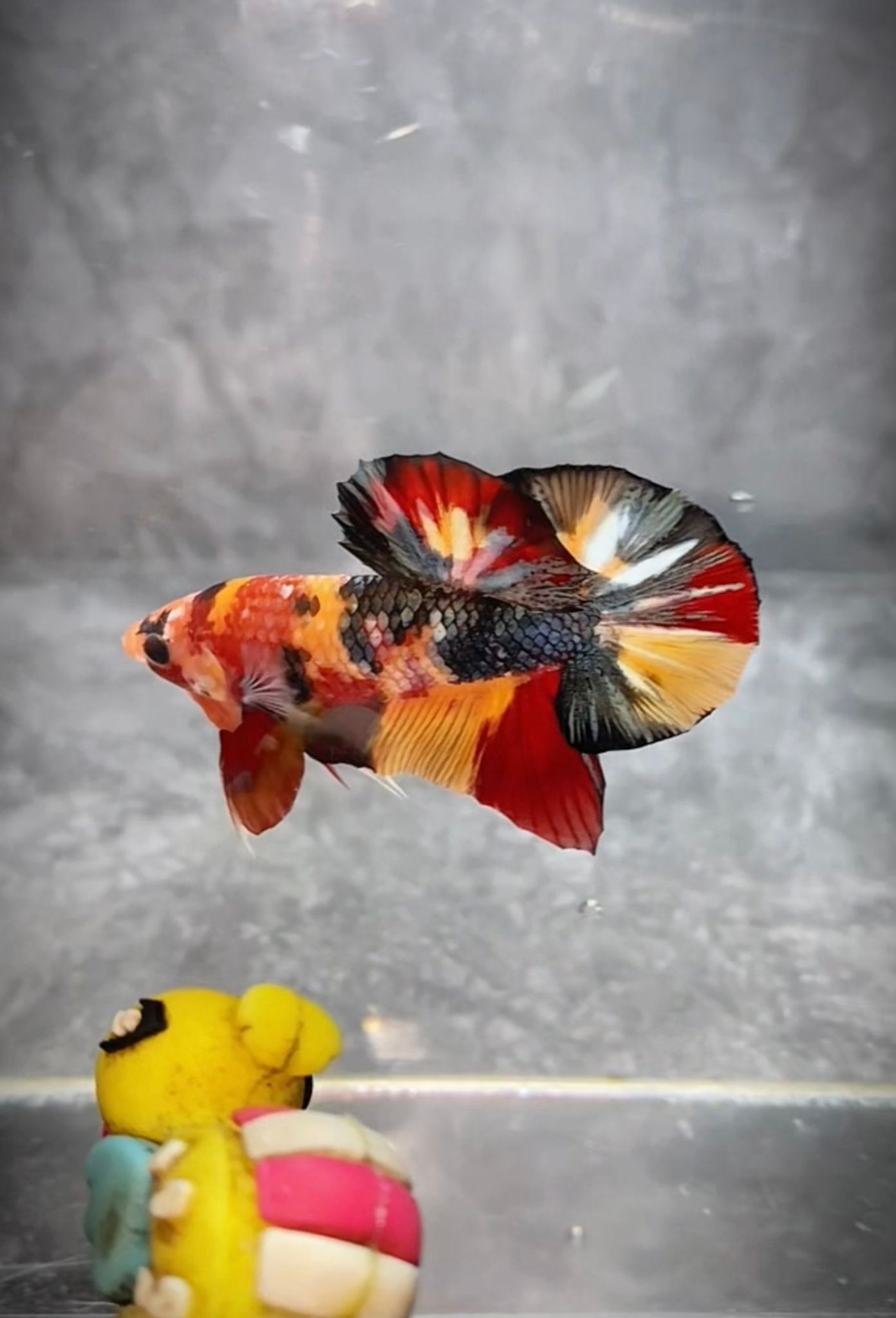 HMPK Nemo Copper Variant Koi