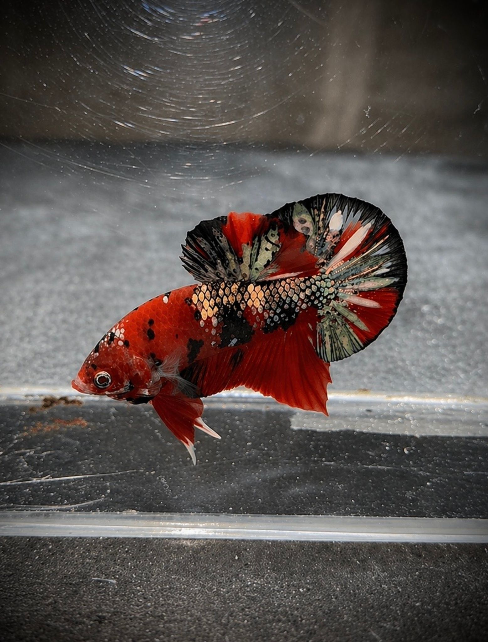 HMPK Red Koi Copper (Ironman)